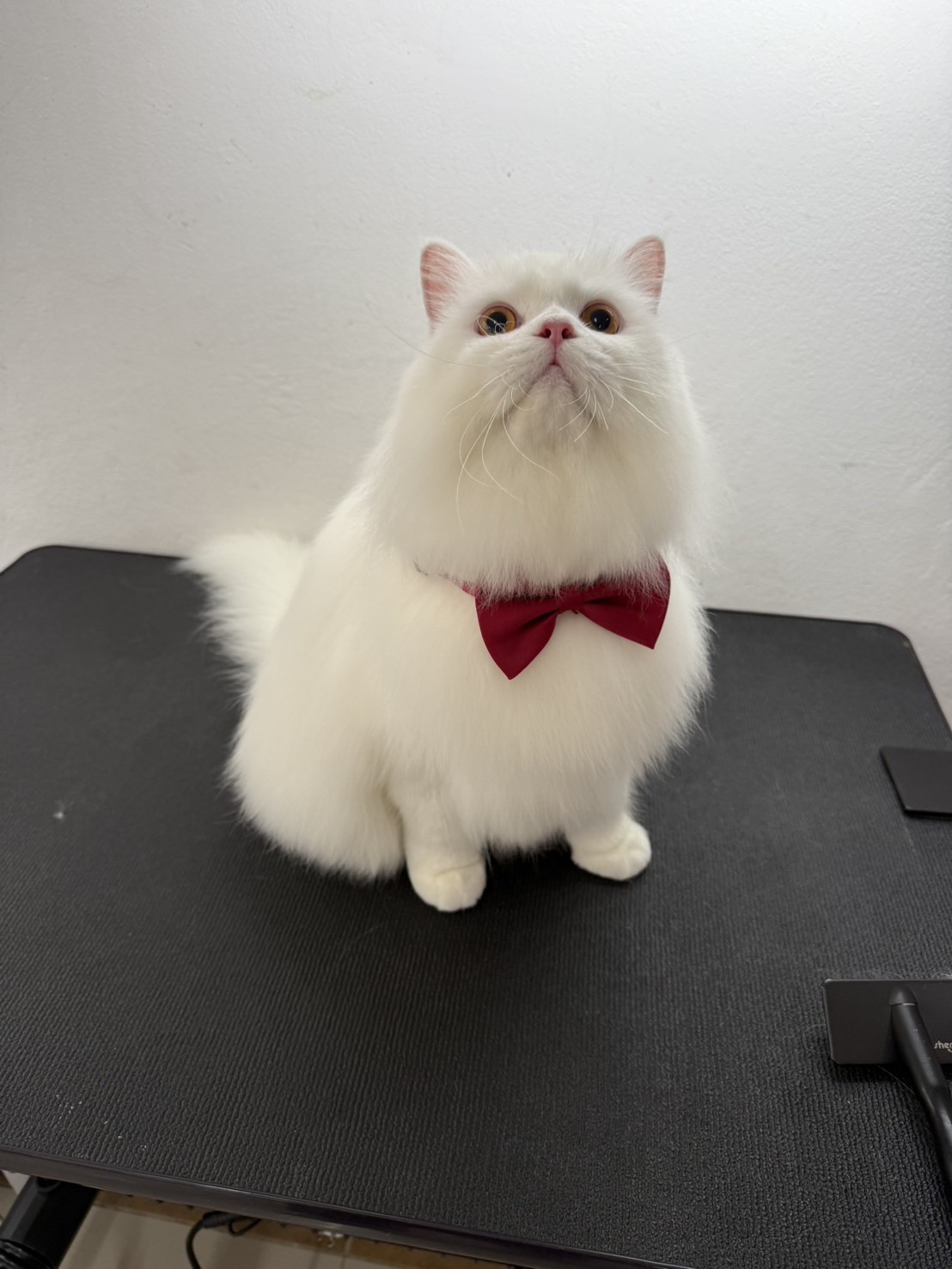Purluche Premium Pet Grooming