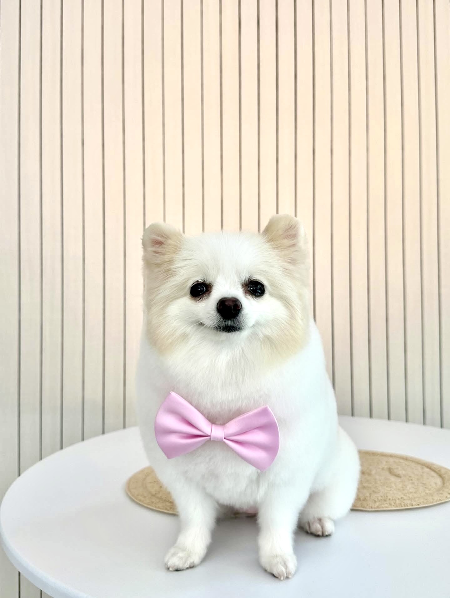 Purluche Premium Pet Grooming