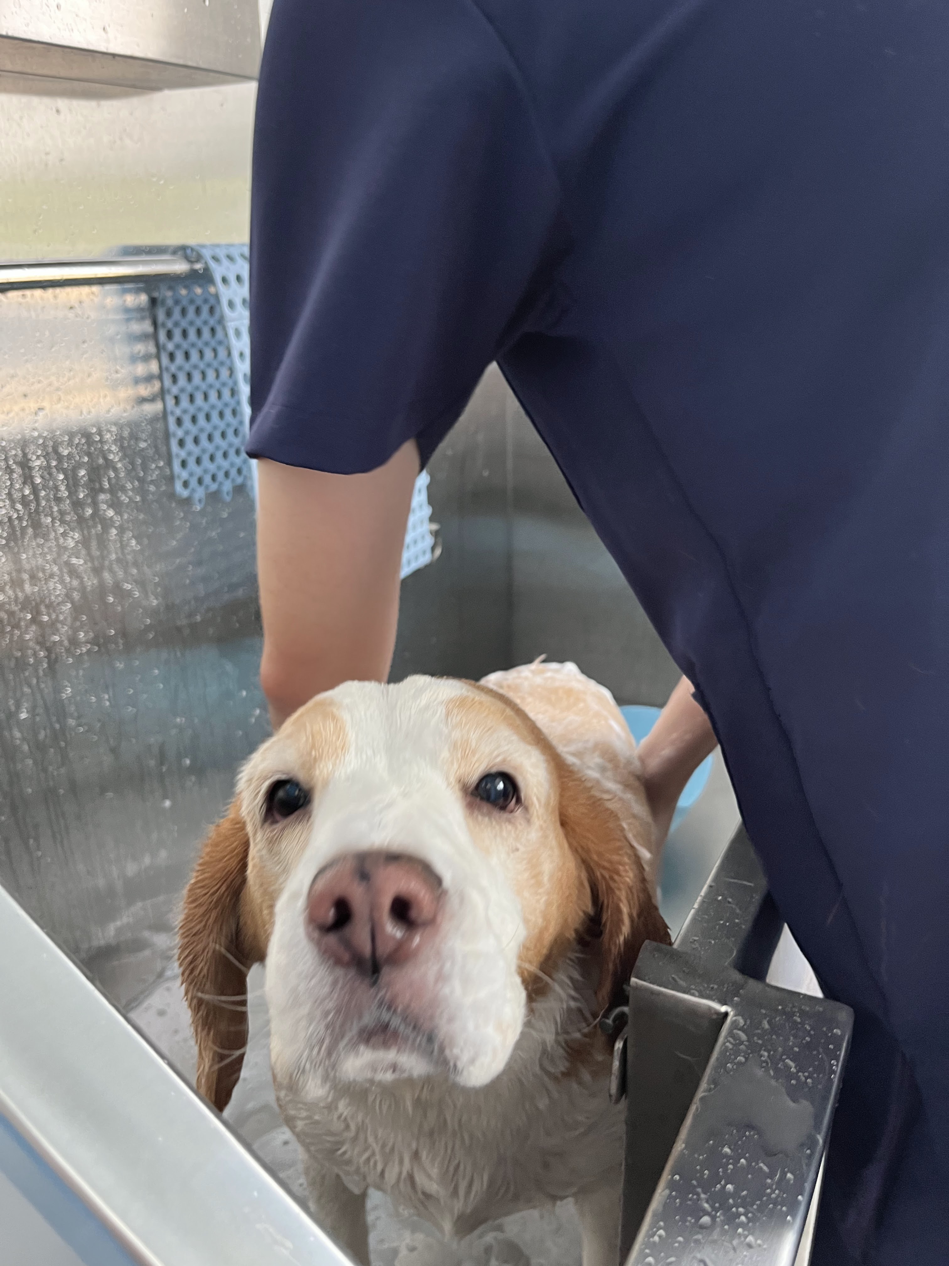 Purring Pet Vet Clinic