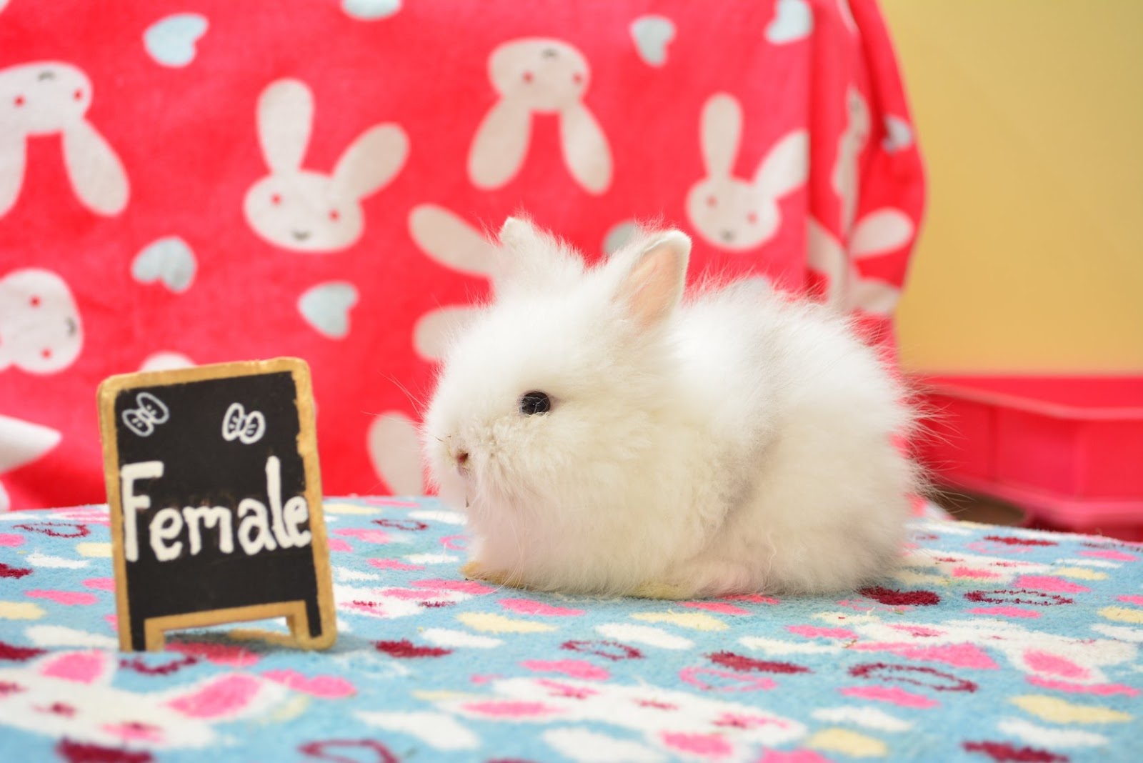 Rabbit instinct