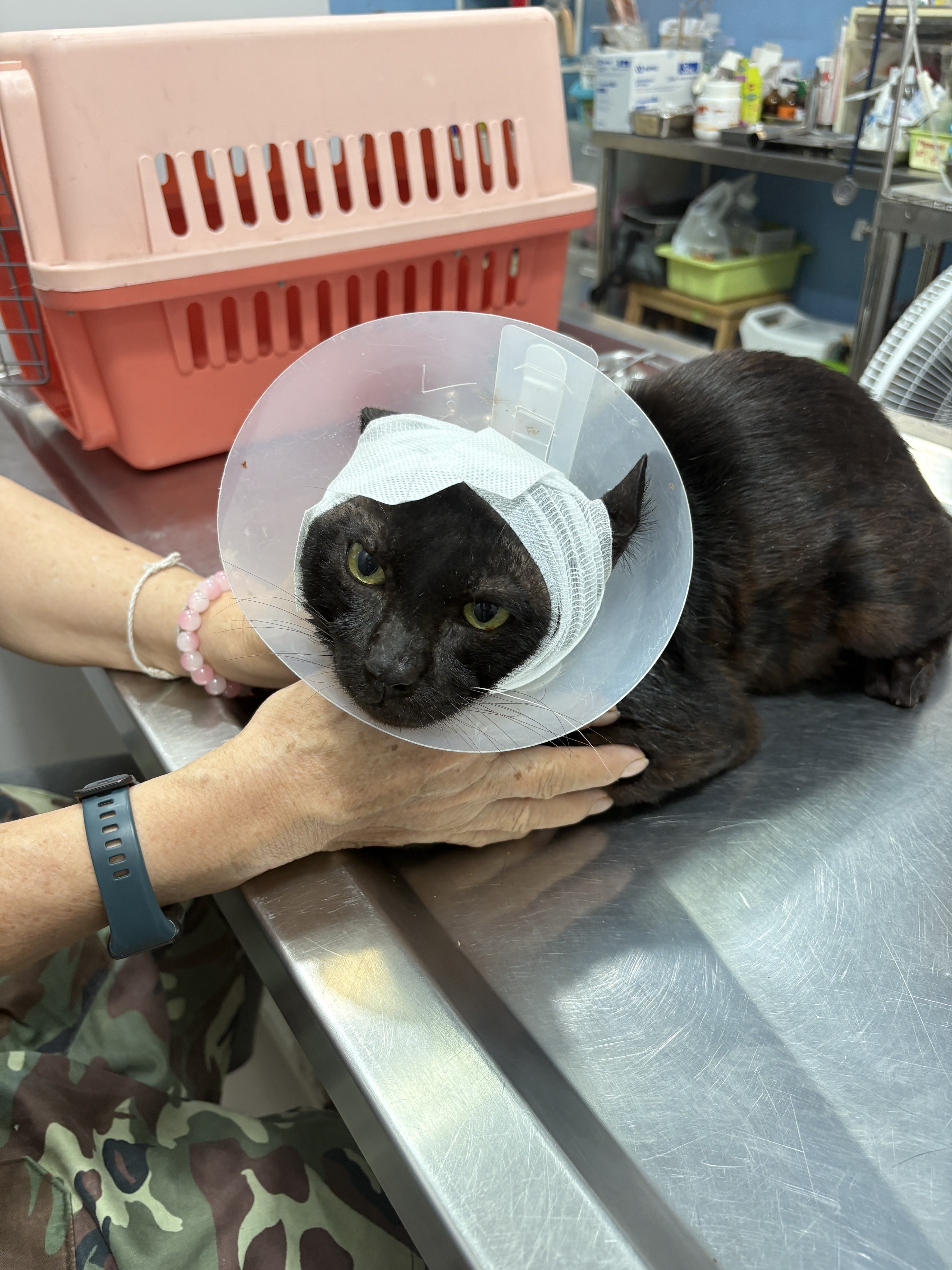 Rainy Pet Clinic