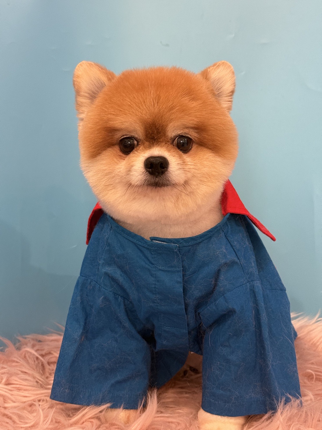 Riko Dog Clean