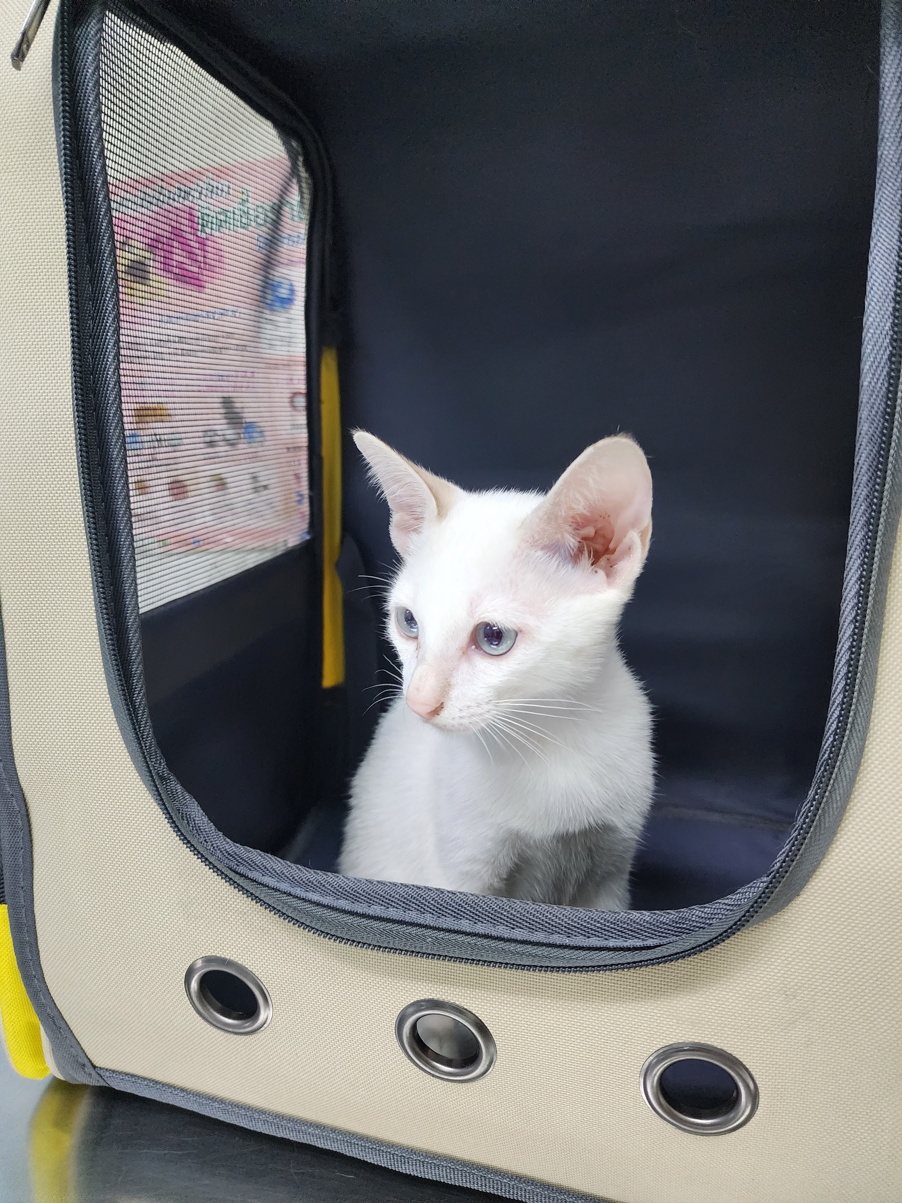 Sai1 Pet Hospital