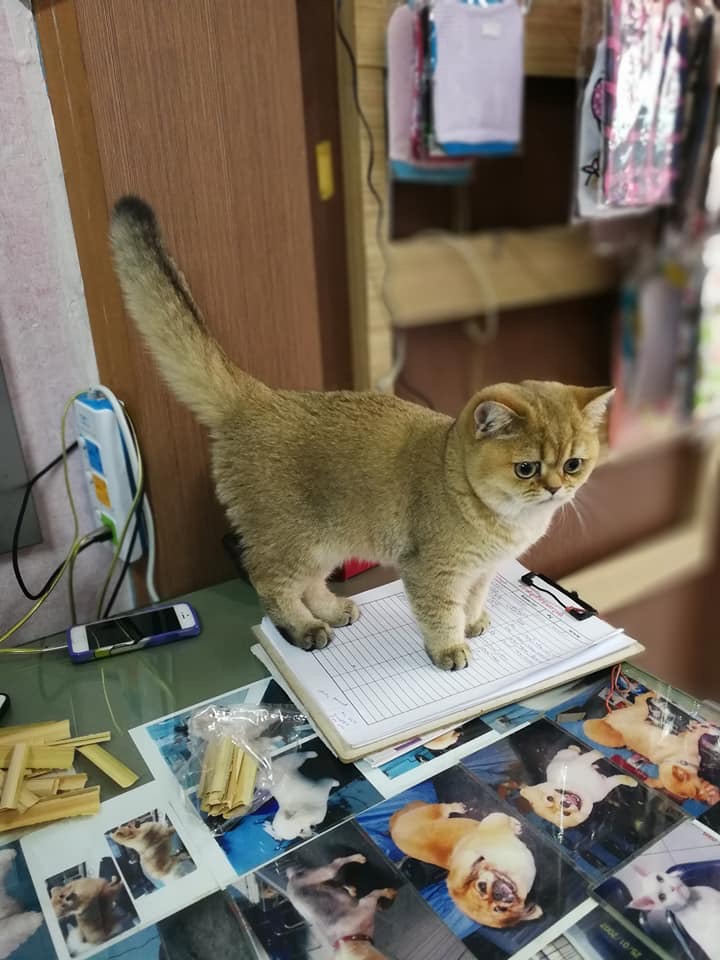 Sala Daeng Grooming