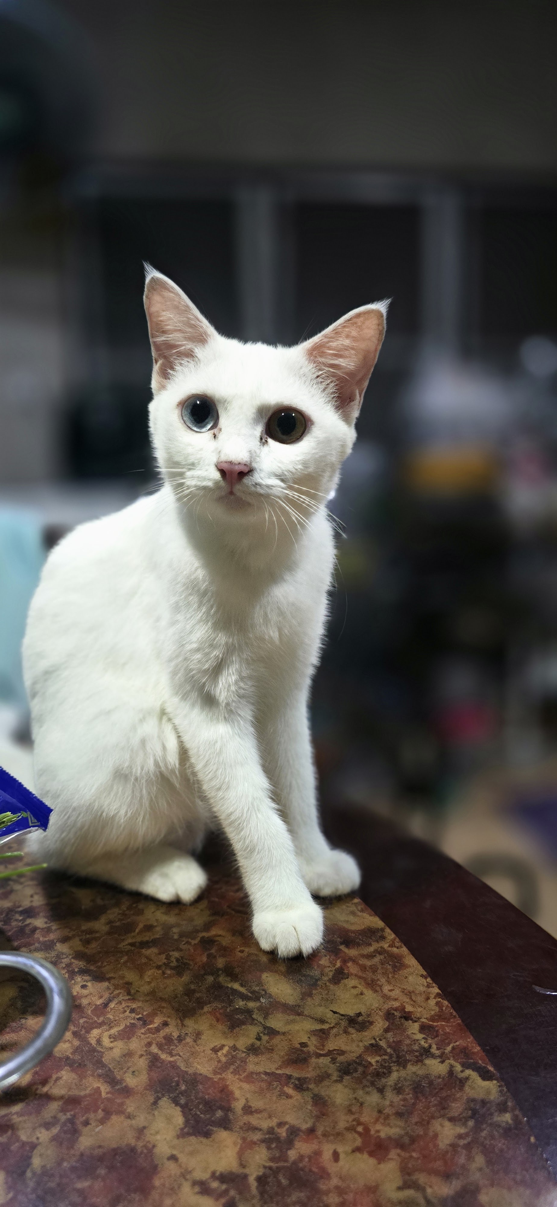 Seri Veterinarian