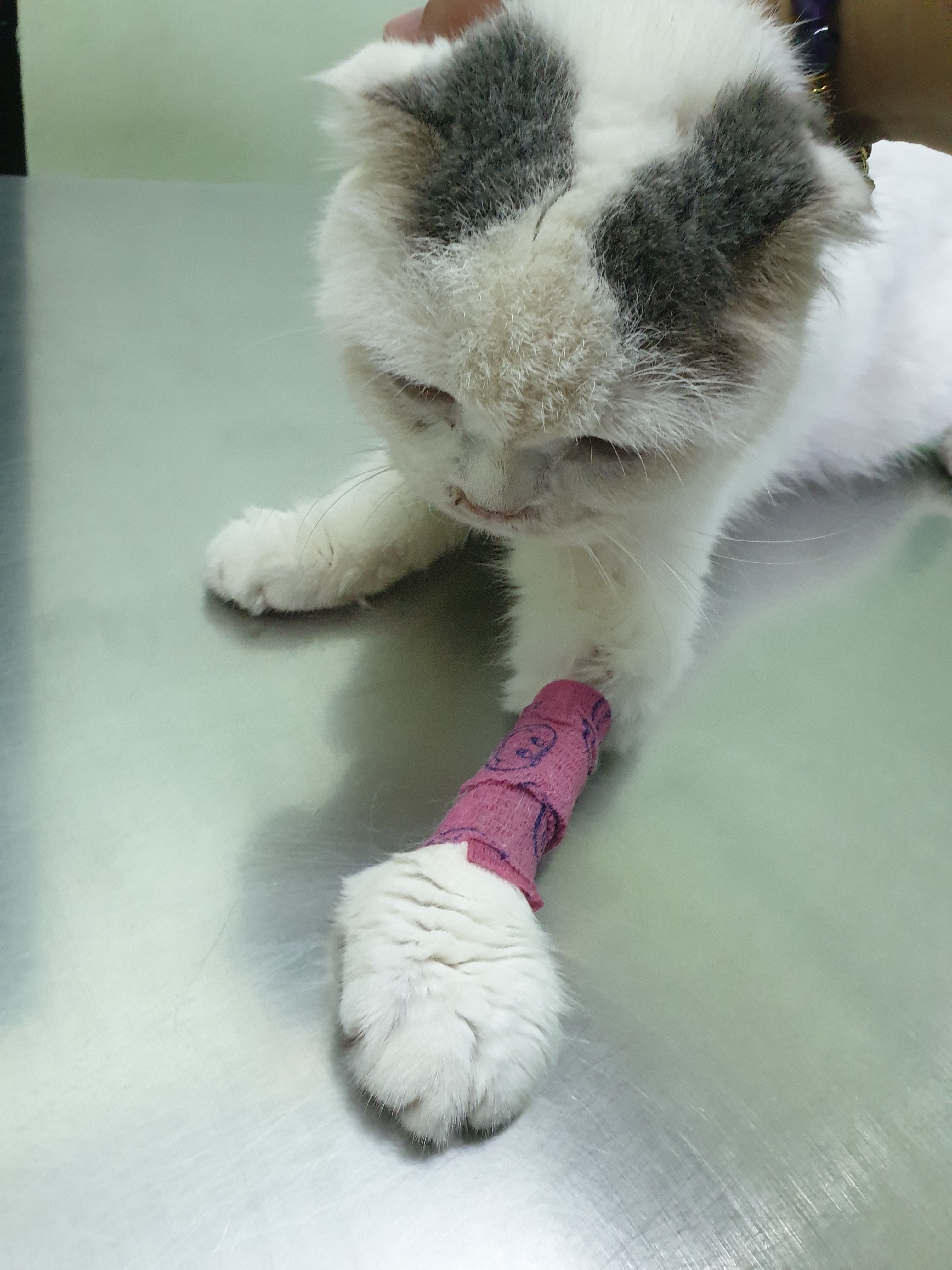 Seri Veterinarian