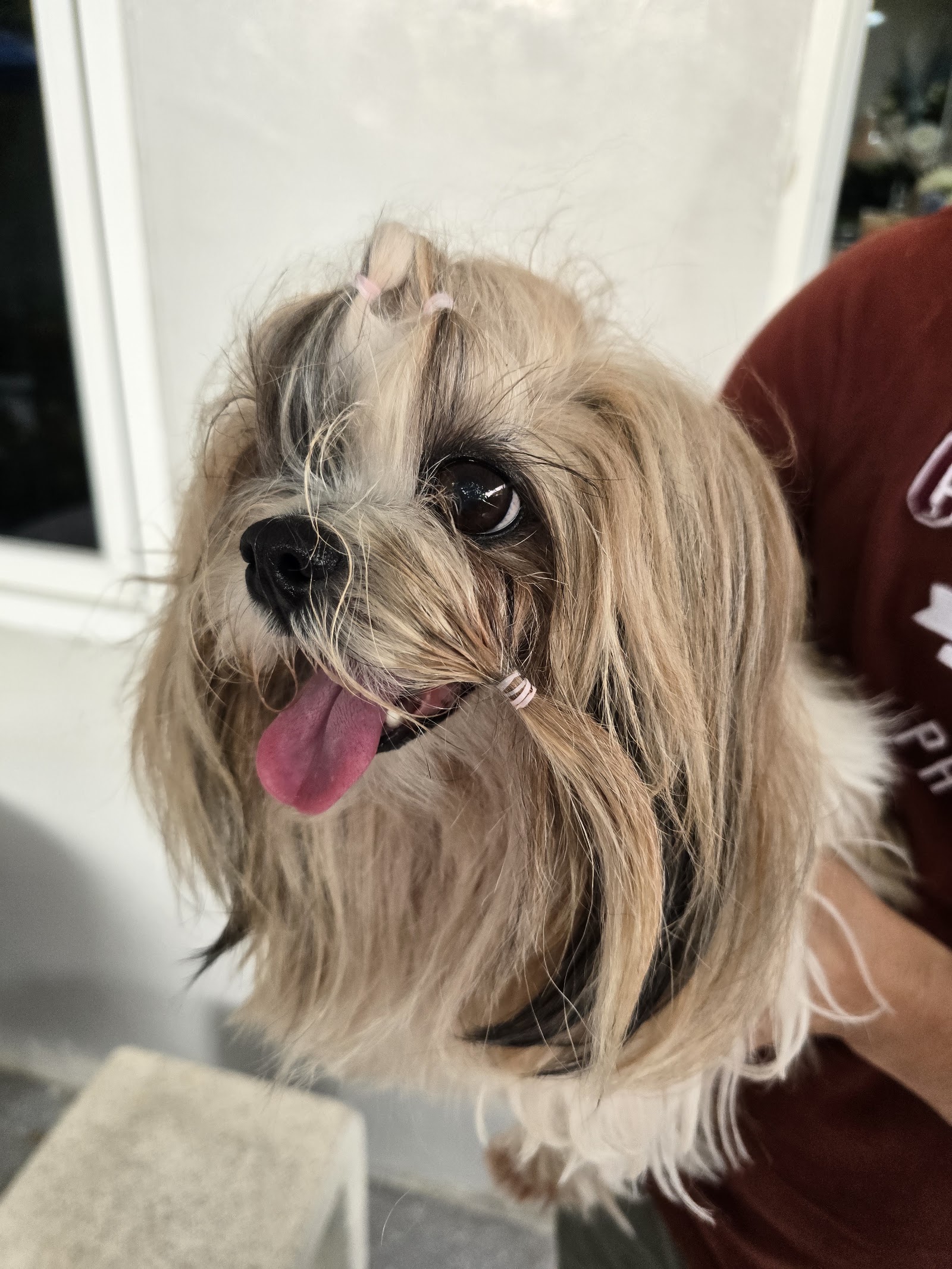 Silk creation pet grooming