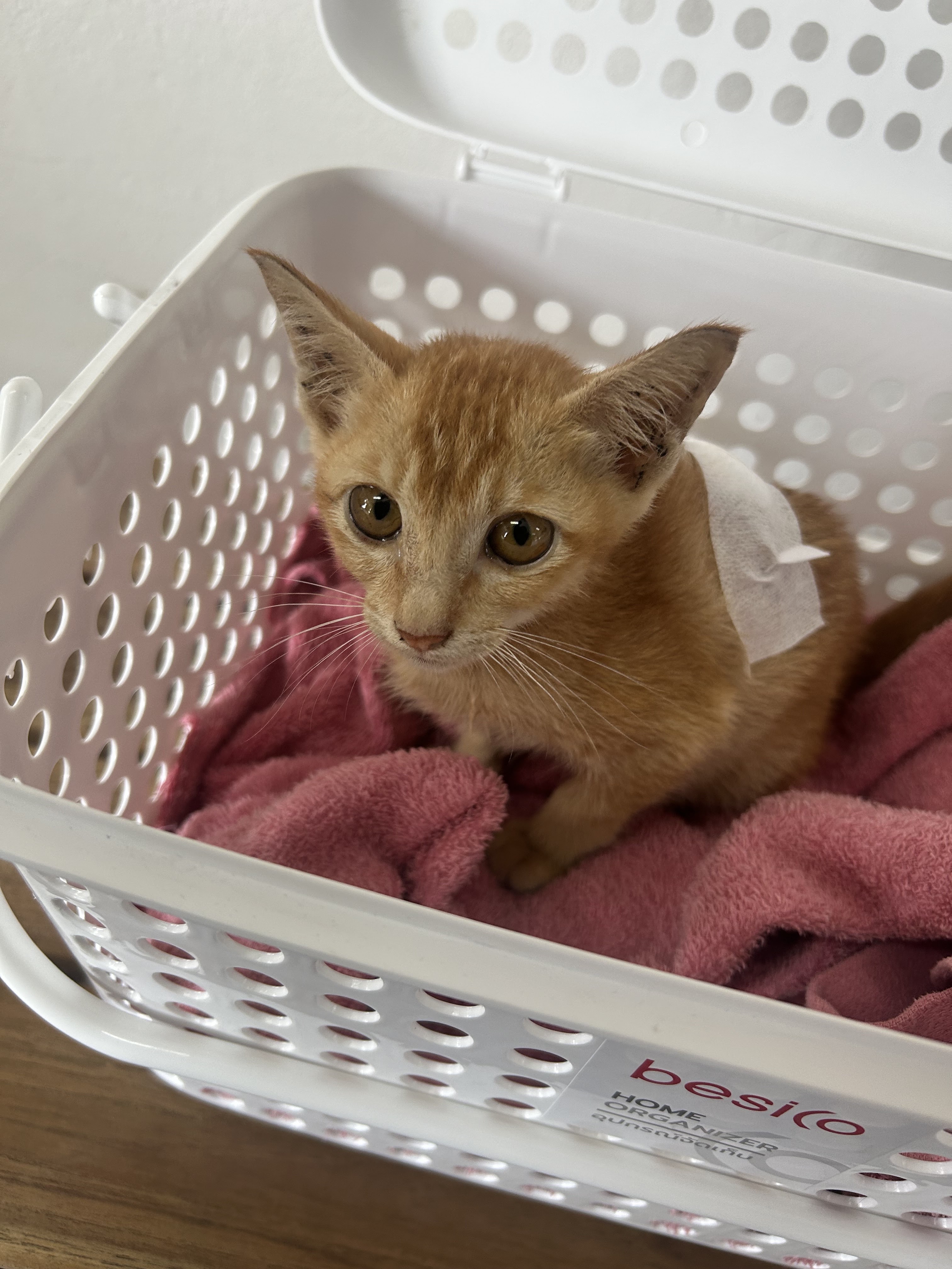 Siyaek pet clinic