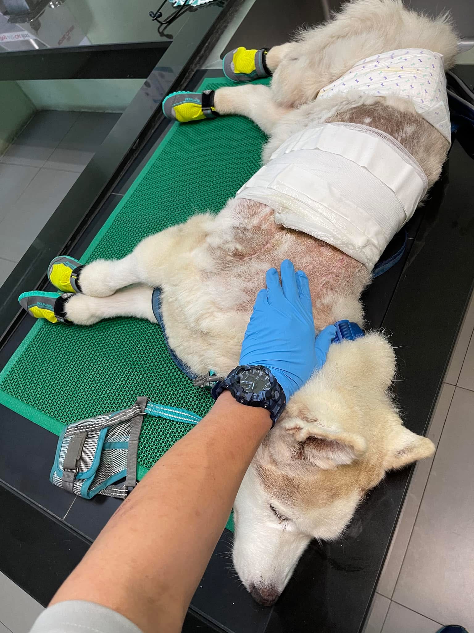 Small Animal Hospital, Mahanakorn University of Technology