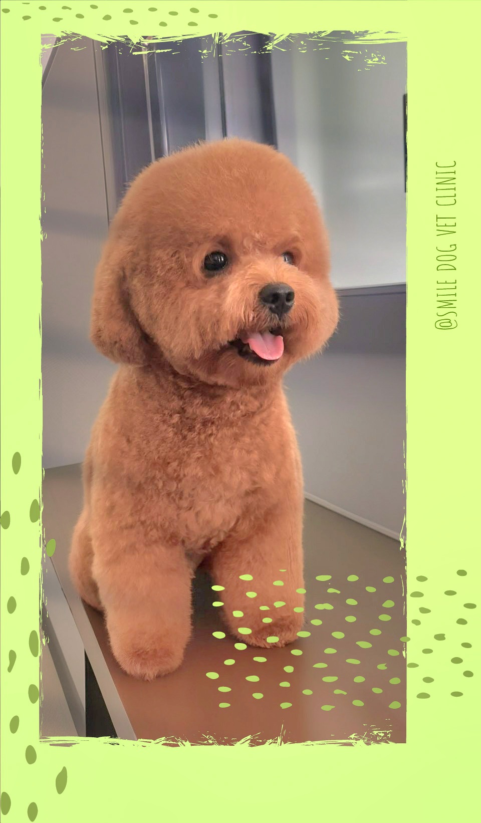 Smile Dog Vet Clinic 2