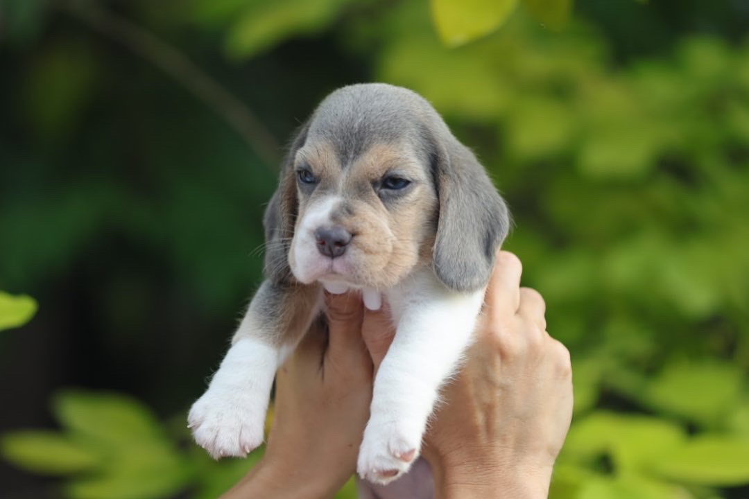 Sparta Beagles