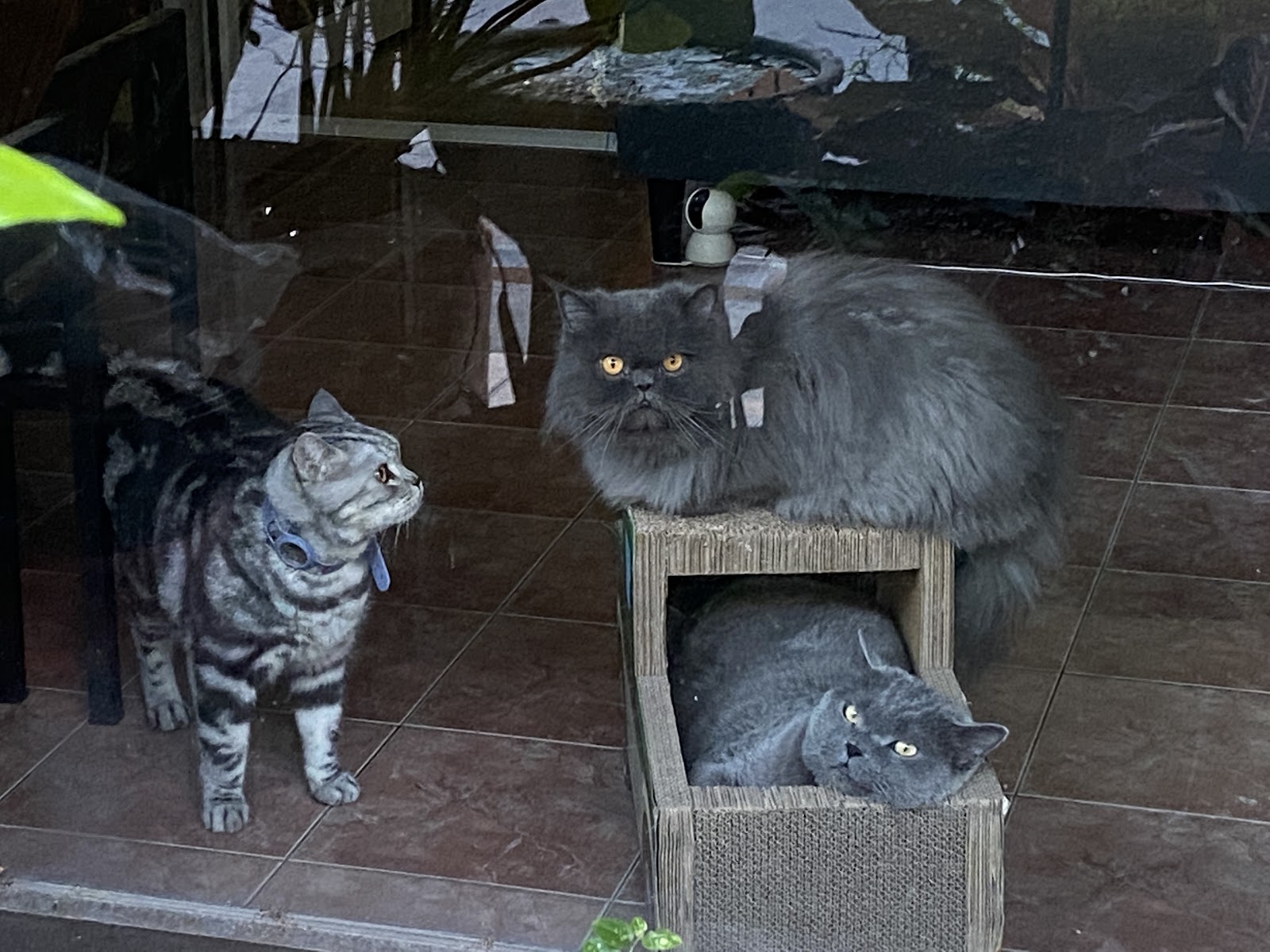 StayHome Cat's Hotel & Studio