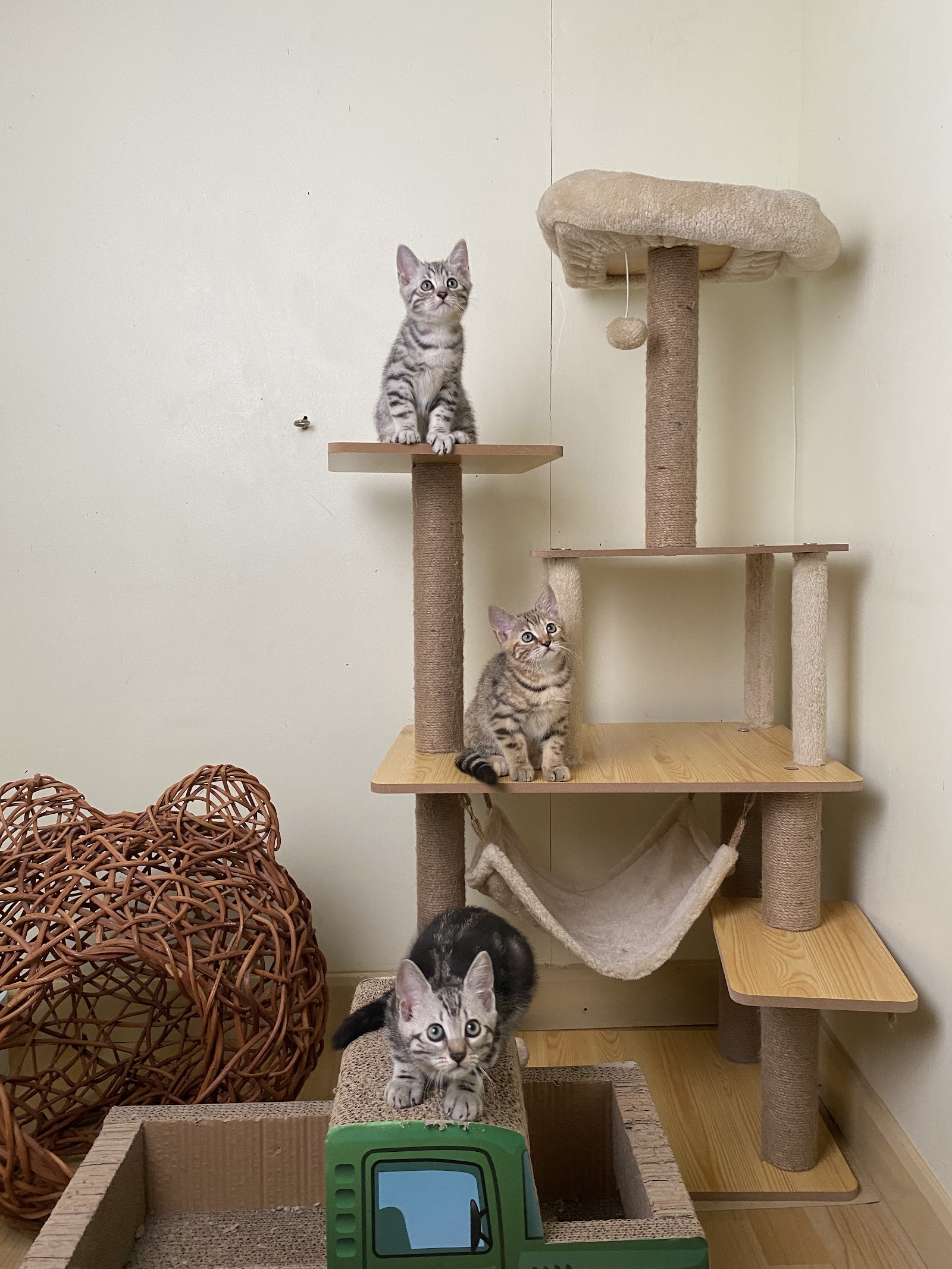 StayHome Cat's Hotel & Studio