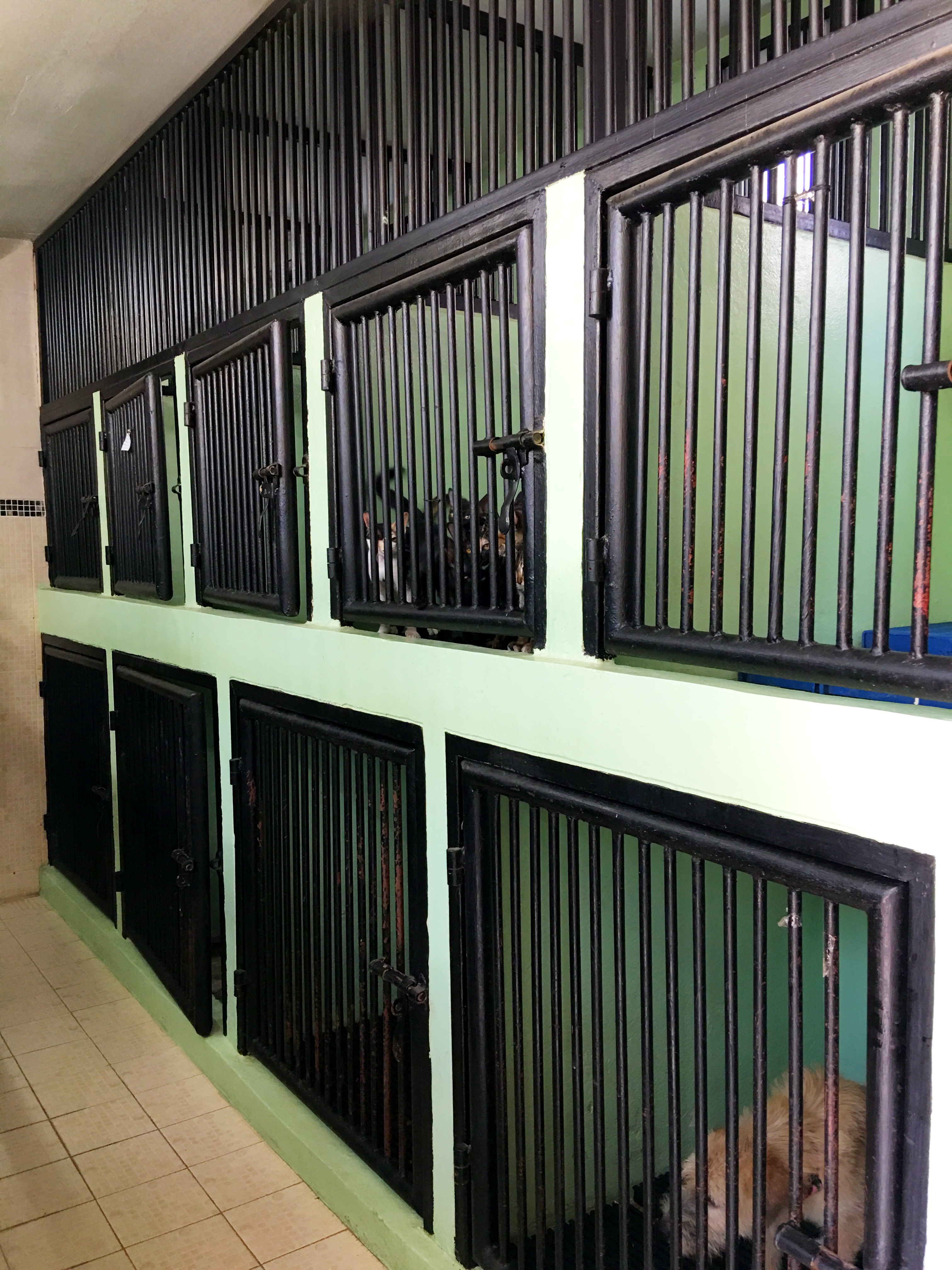 Suetrong Animal Hospital