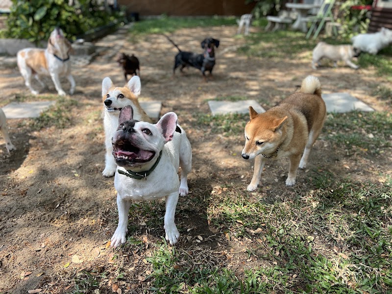 Summer Dog Pool