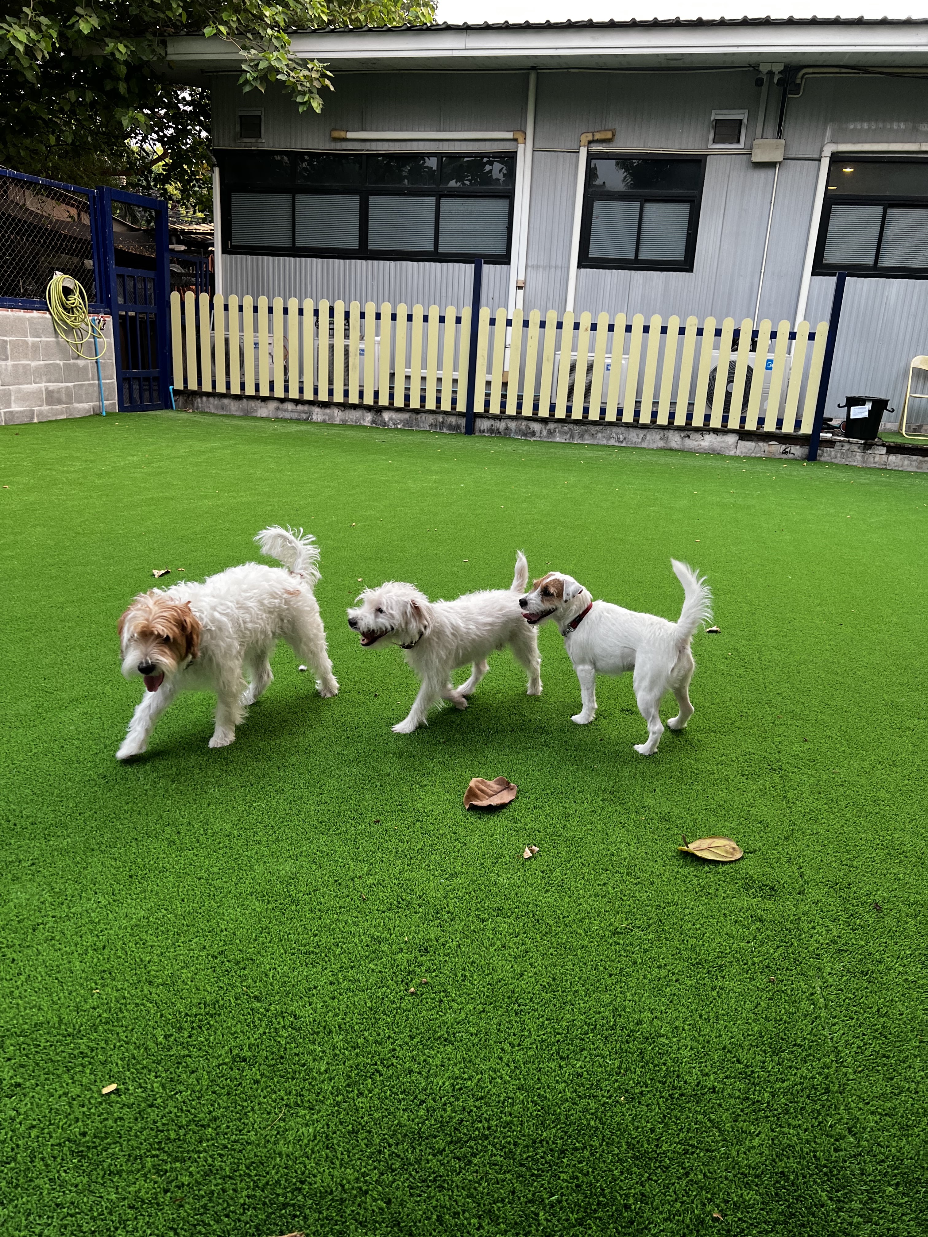 Summer Dog Pool