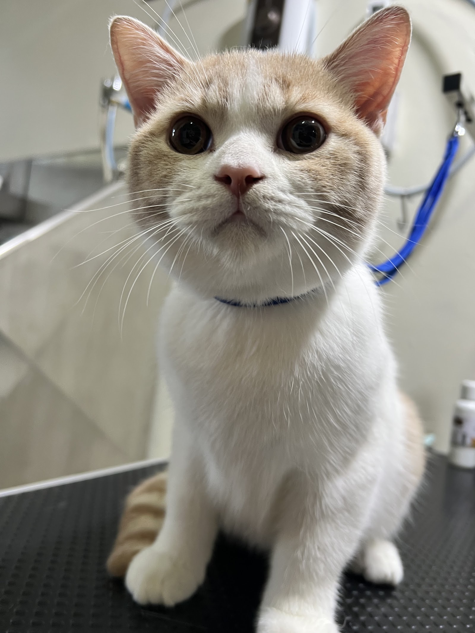 TaMuTaMi Grooming