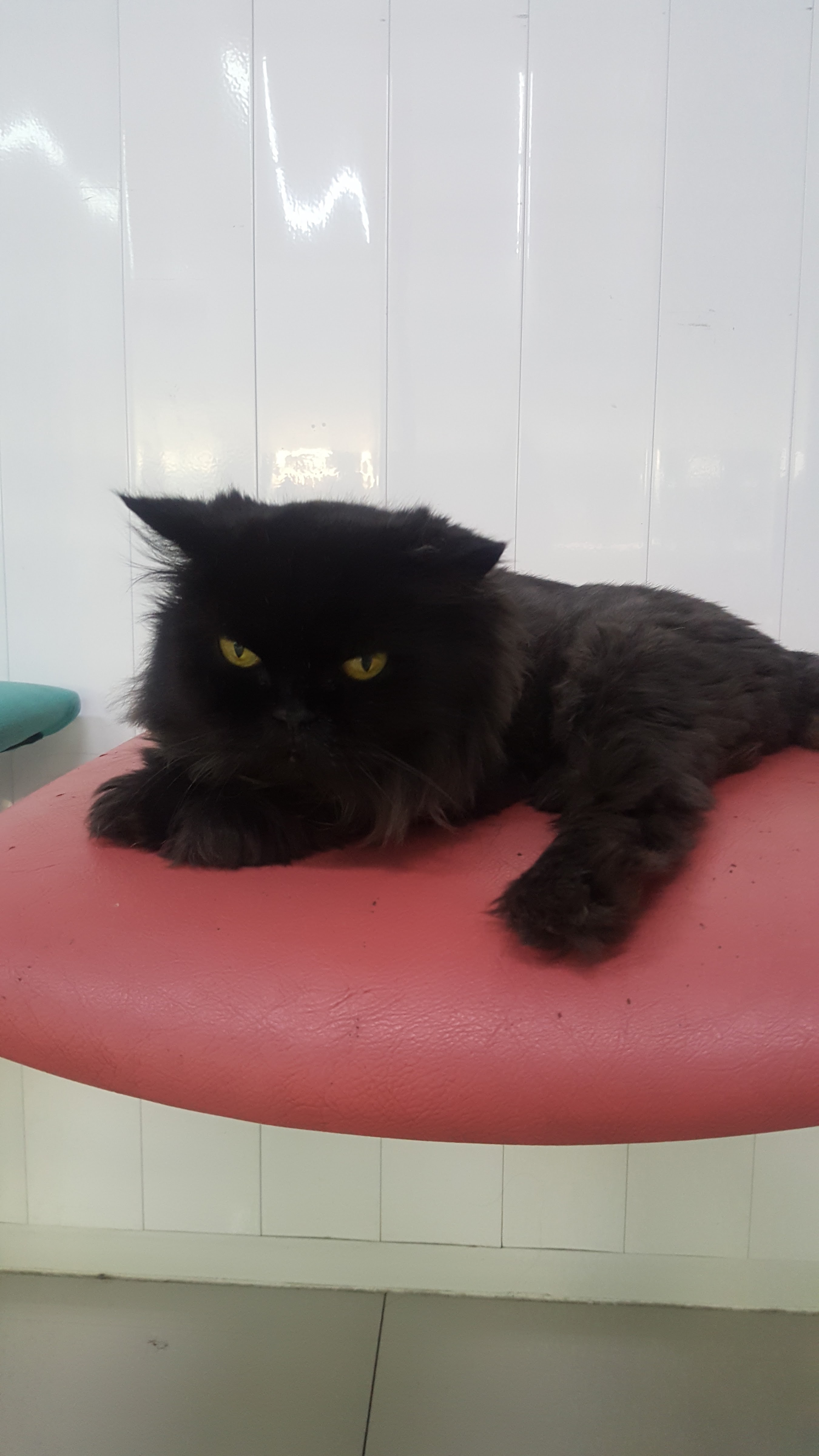 Tawekan animal hospital