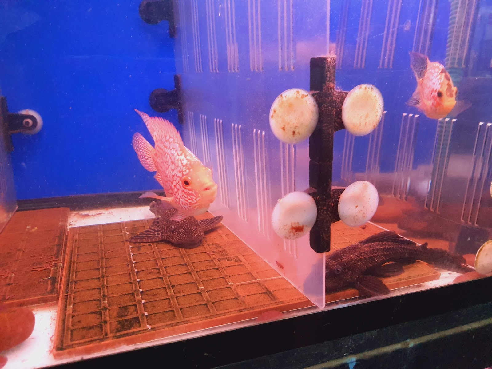 Thai Aquarium Centre