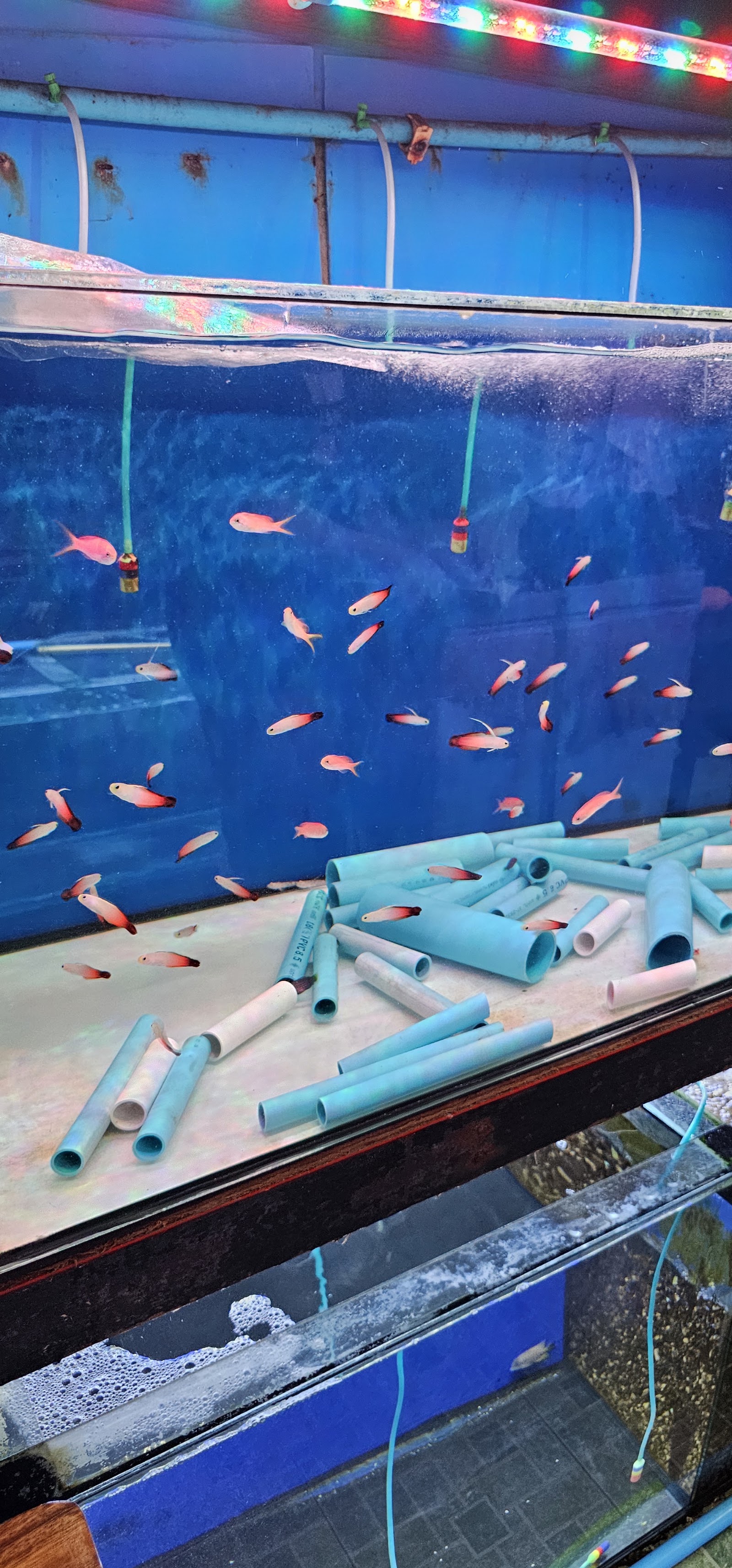 Thai Aquarium Centre