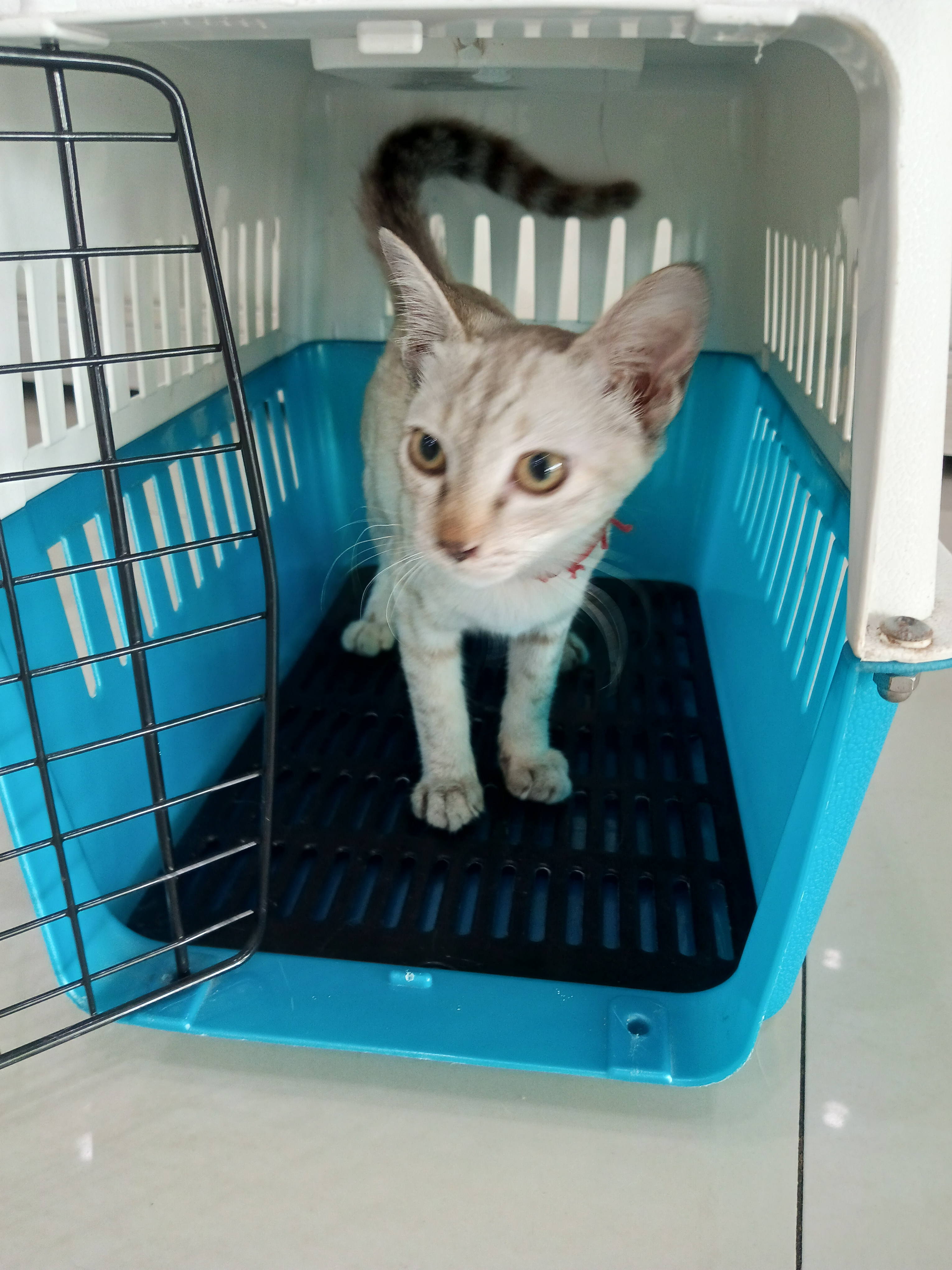 Thawatchai Animal Hospital