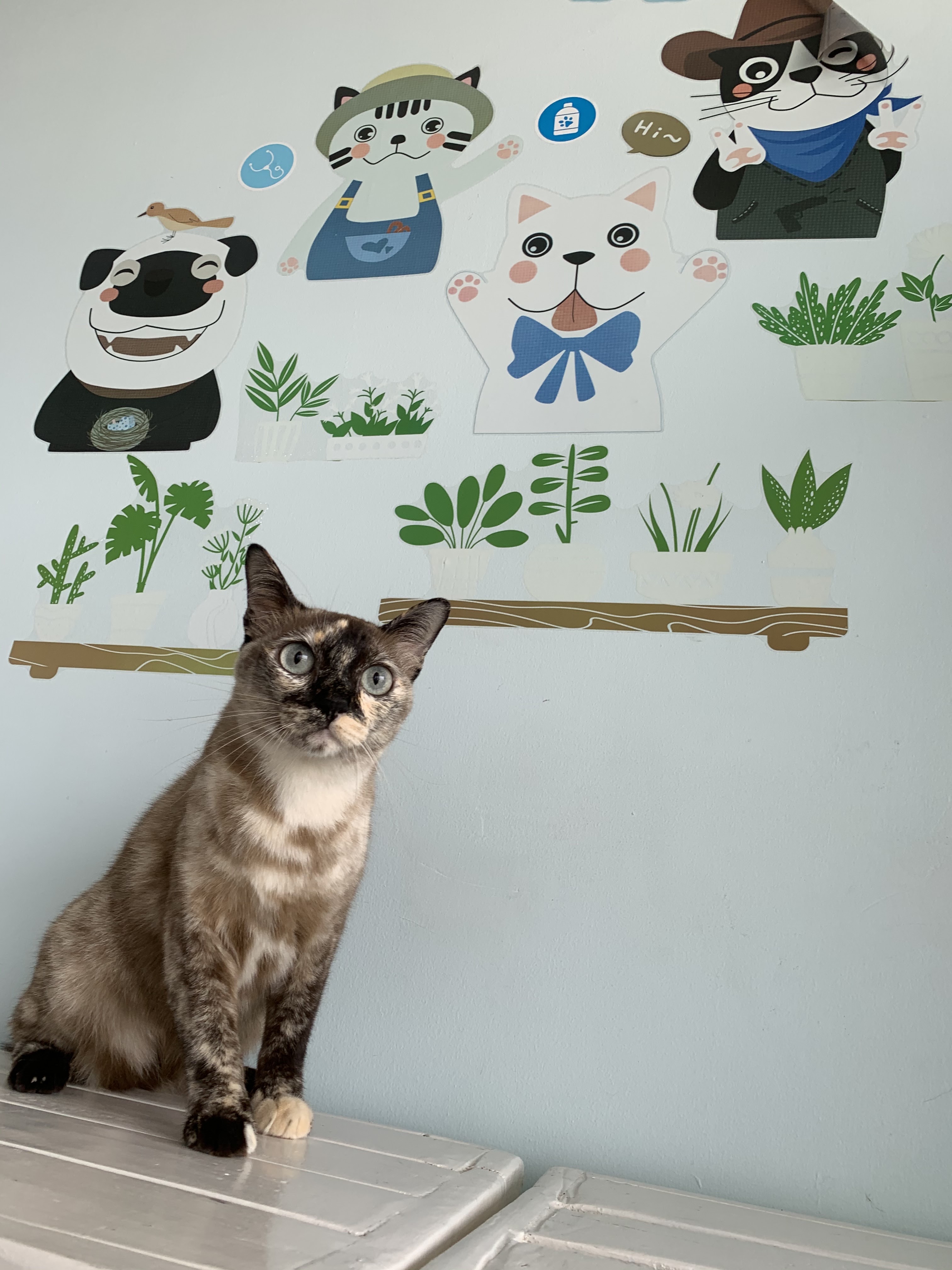 The connect pet clinic