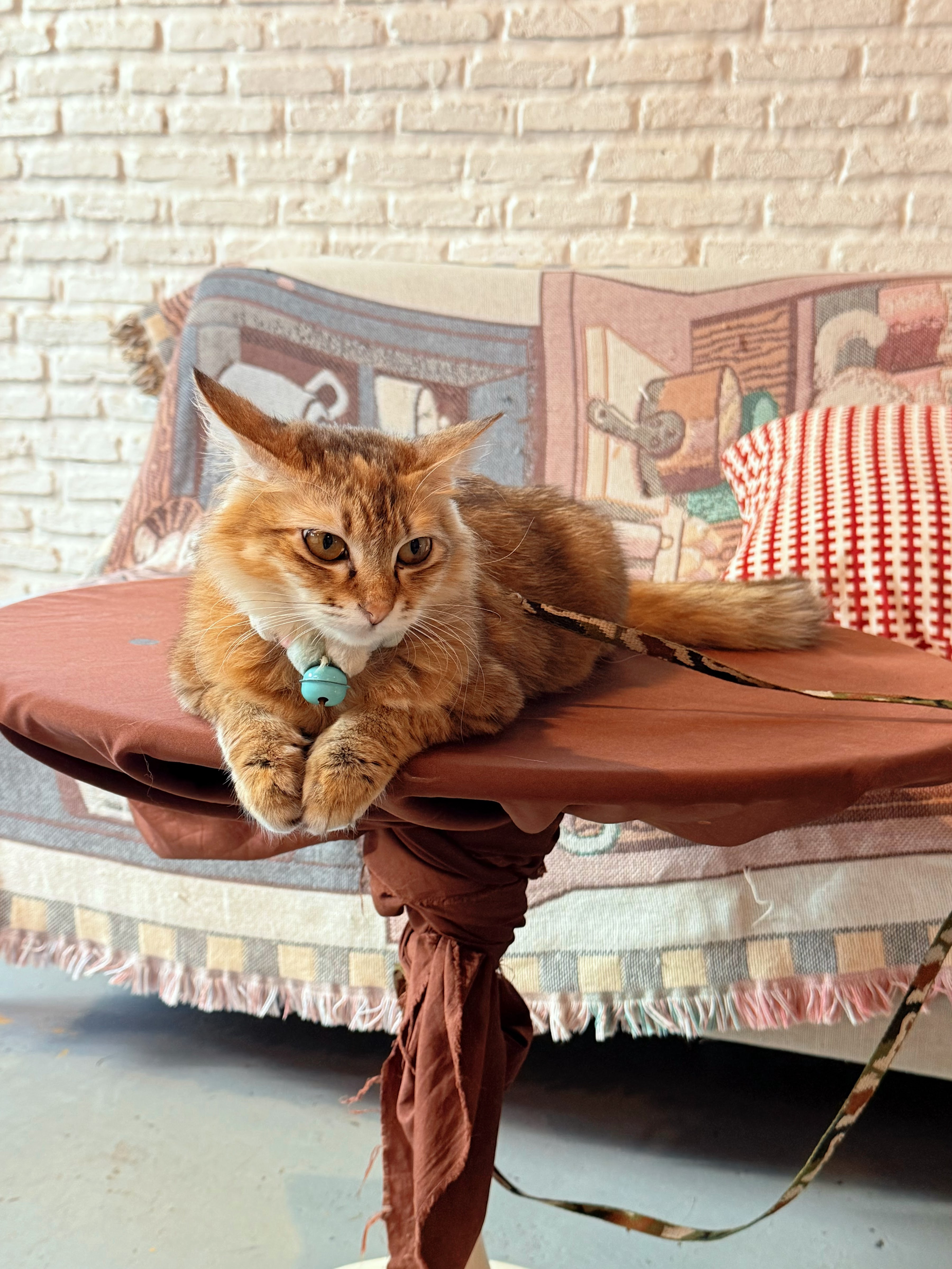 The yellow fox Cafe