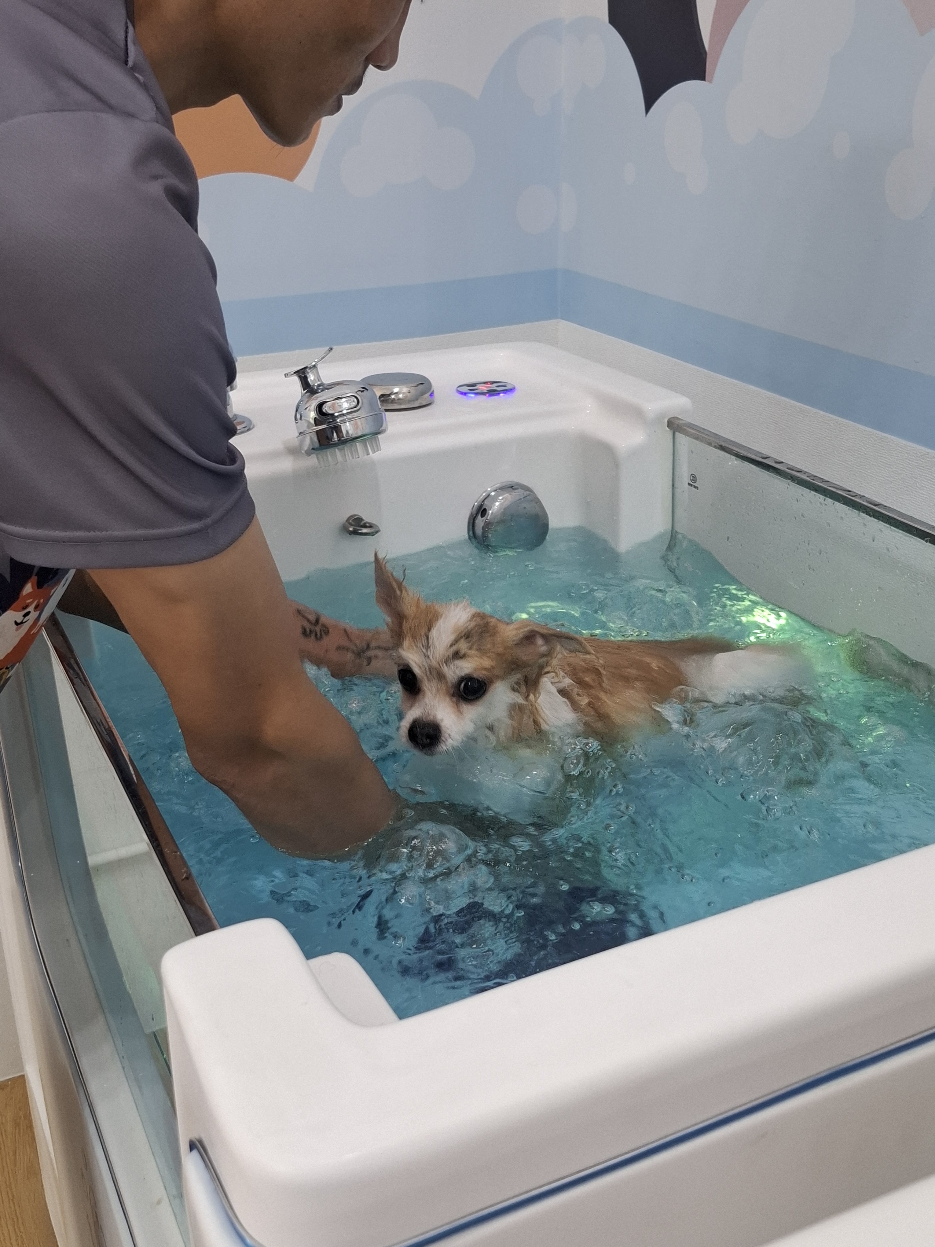 ThePetCare
