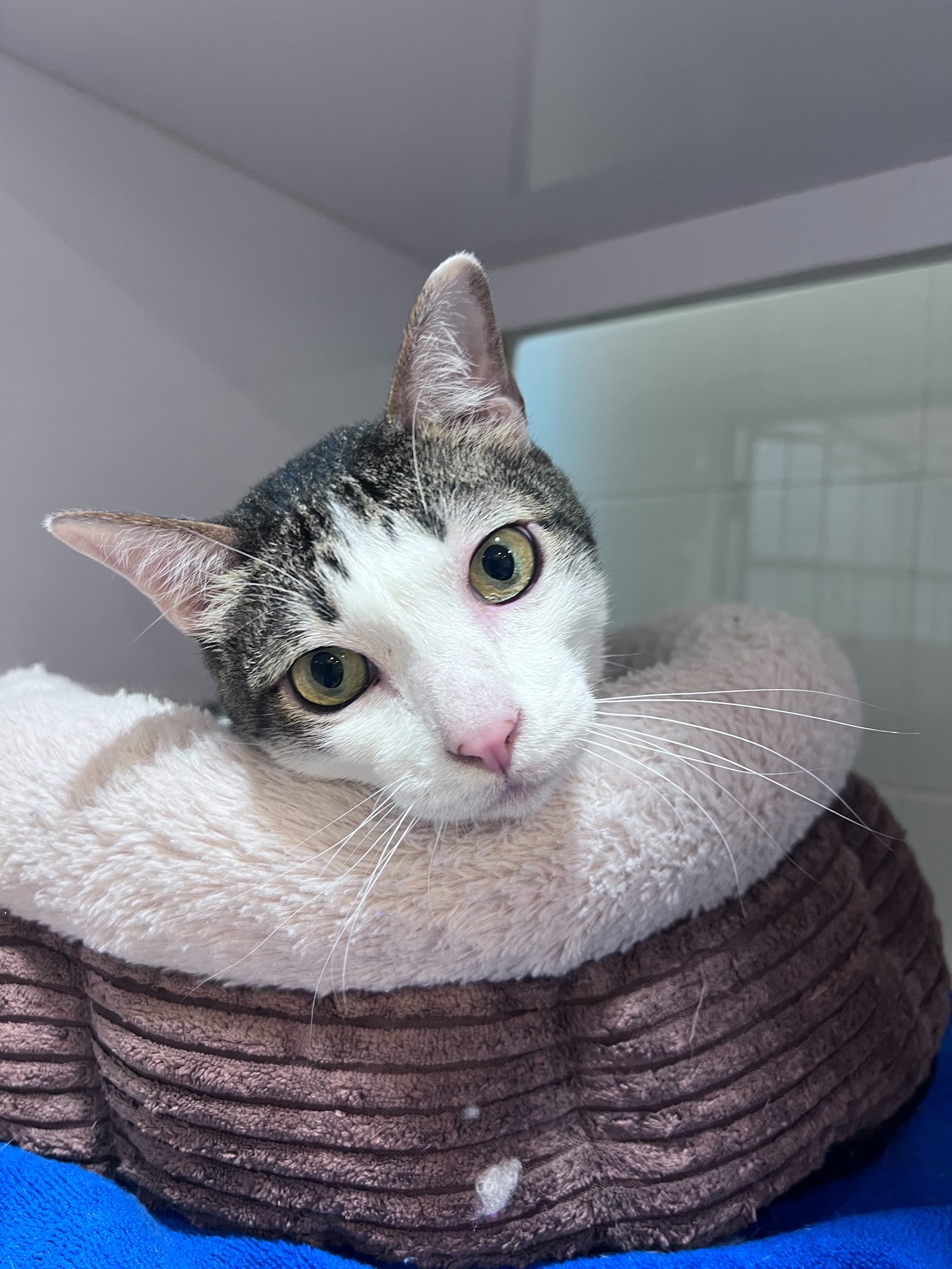 Thonglor Pet Hospital Pinklao