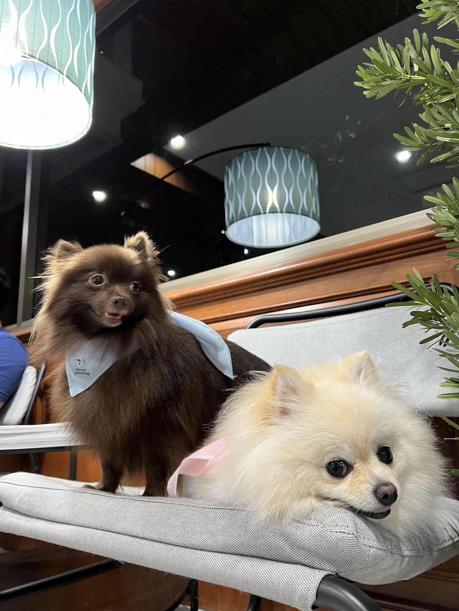 Tonson Grooming & Boarding