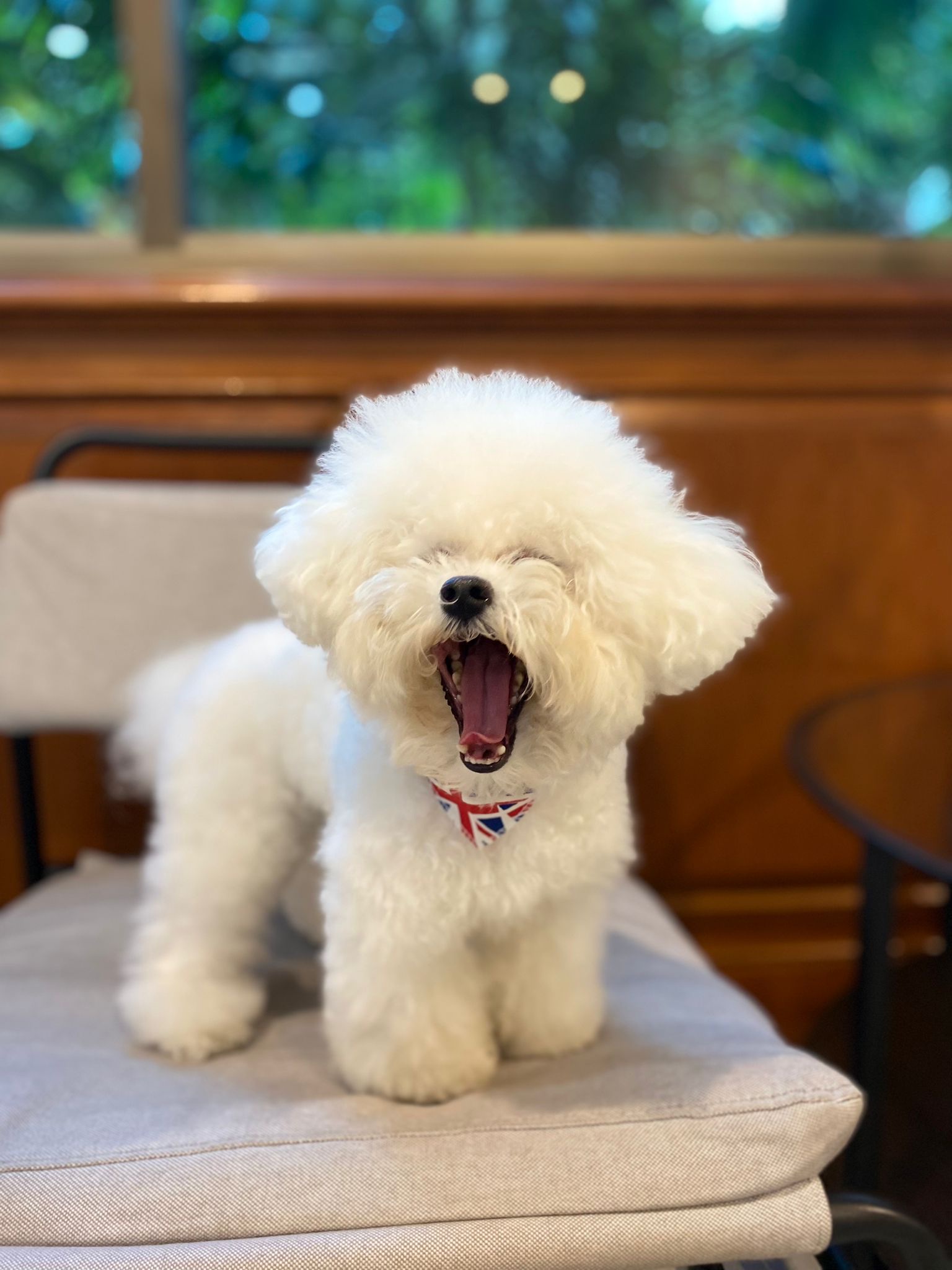 Tonson Grooming & Boarding