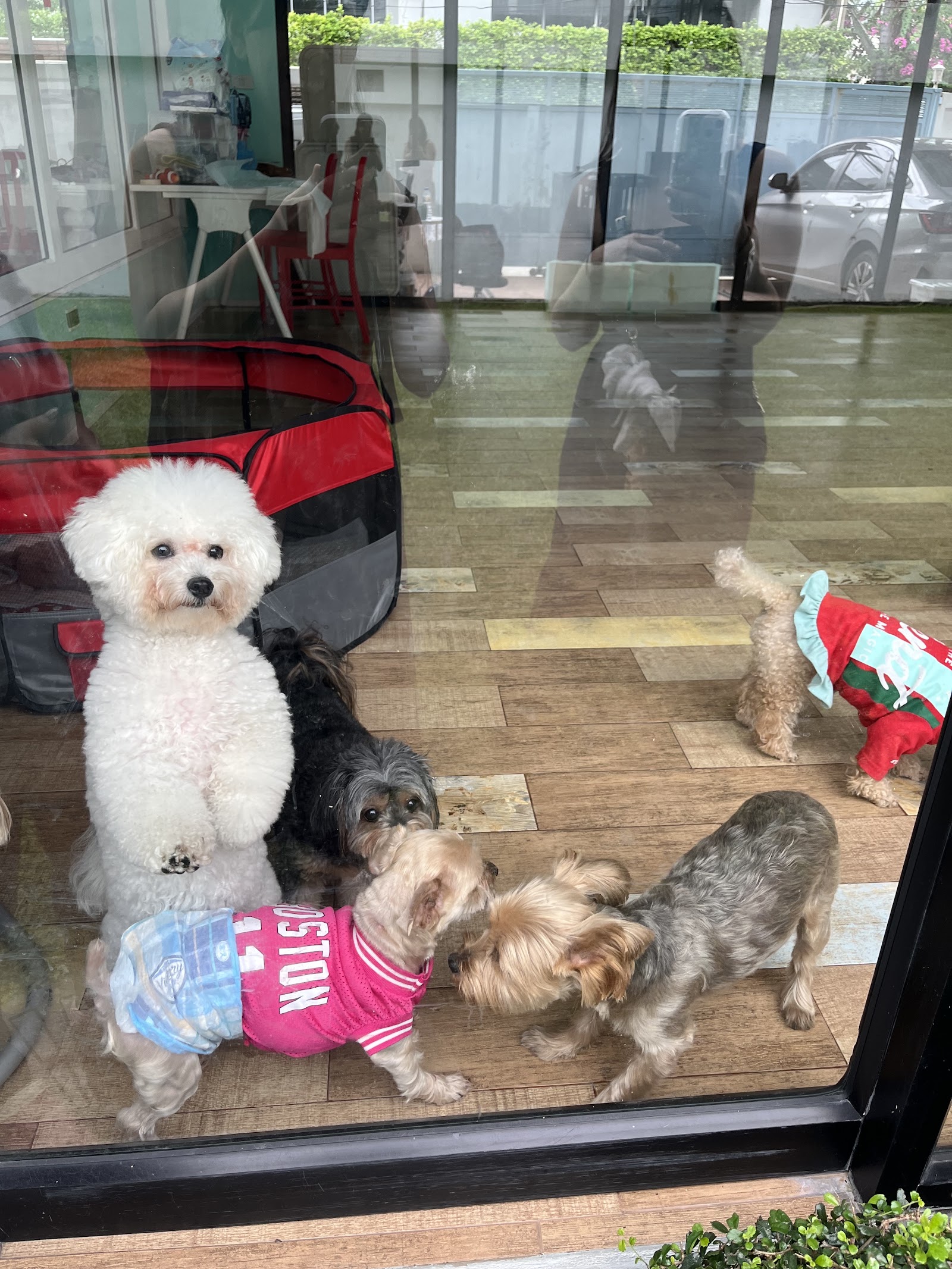 Twinkle Pet Park (For Little One Co.,Ltd)