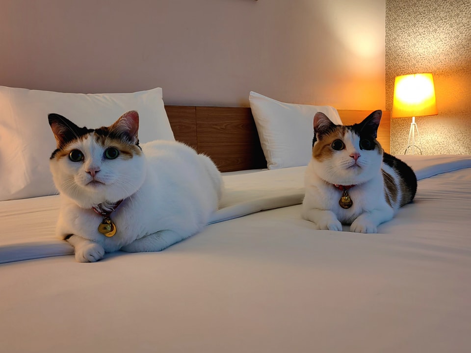 U-Tiny Boutique Hotel - Pet Friendly Hotel