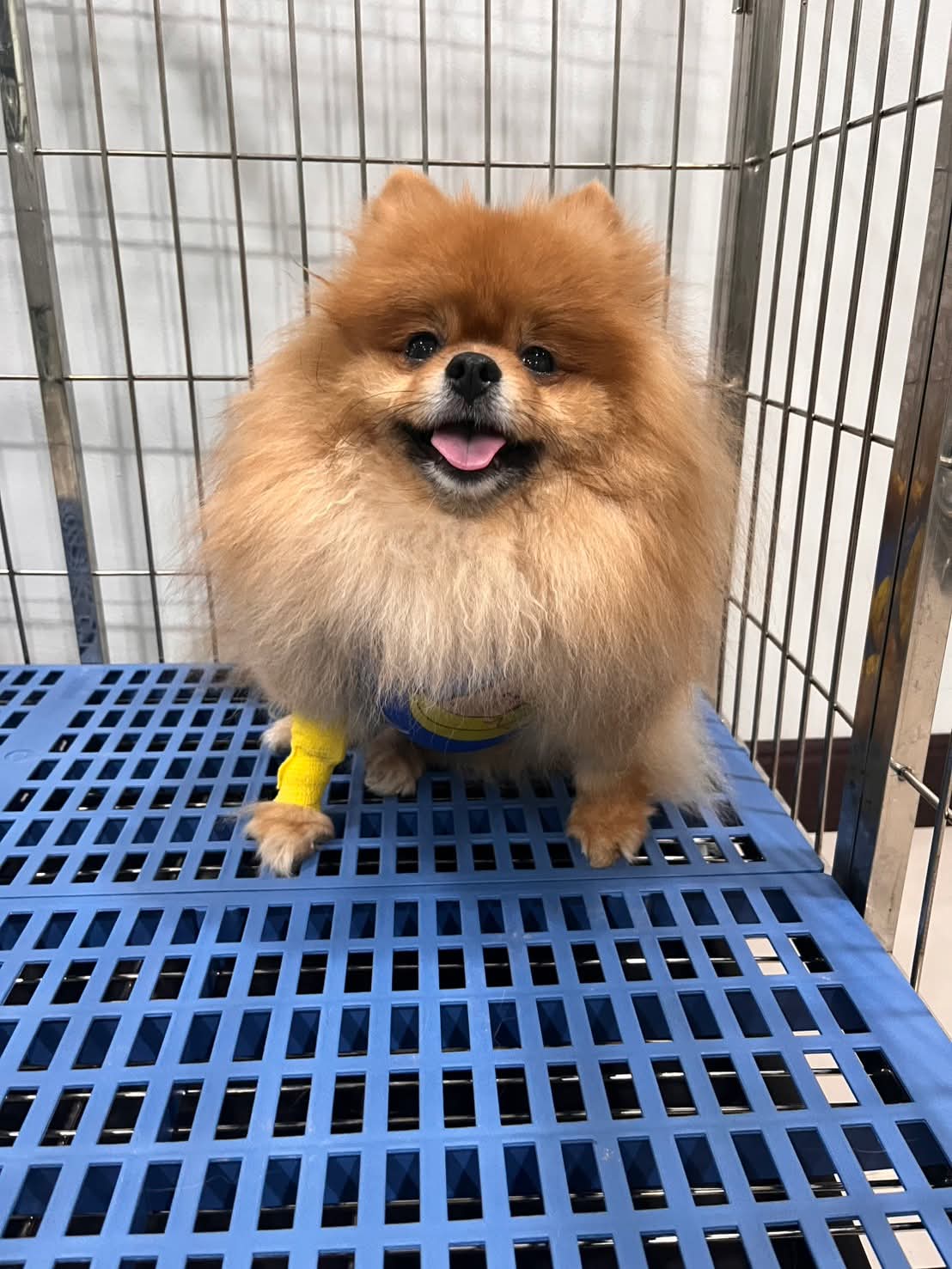 Vet Core Animal Hospital