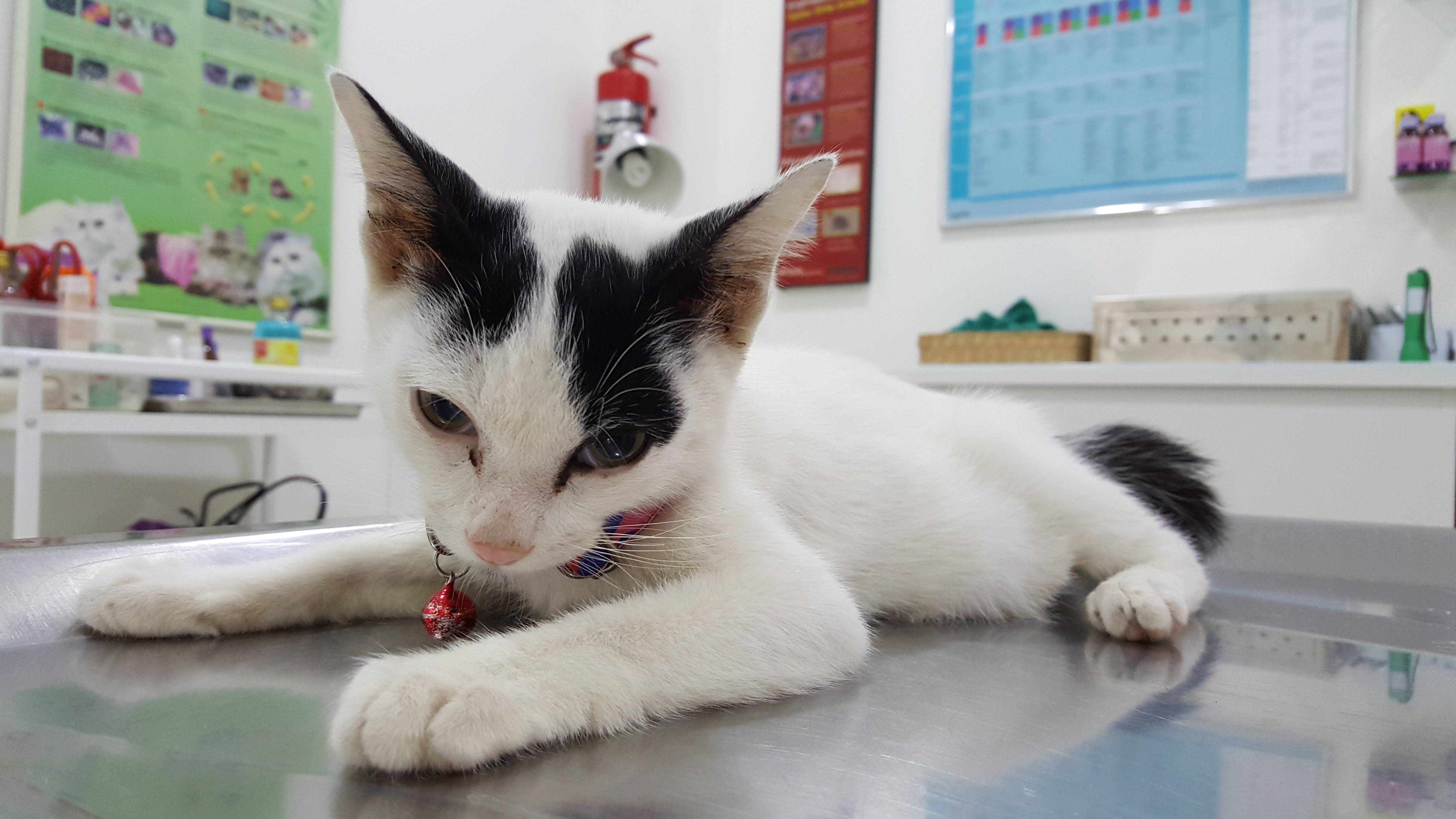 VET SUTTINUN ANIMAL CLINIC