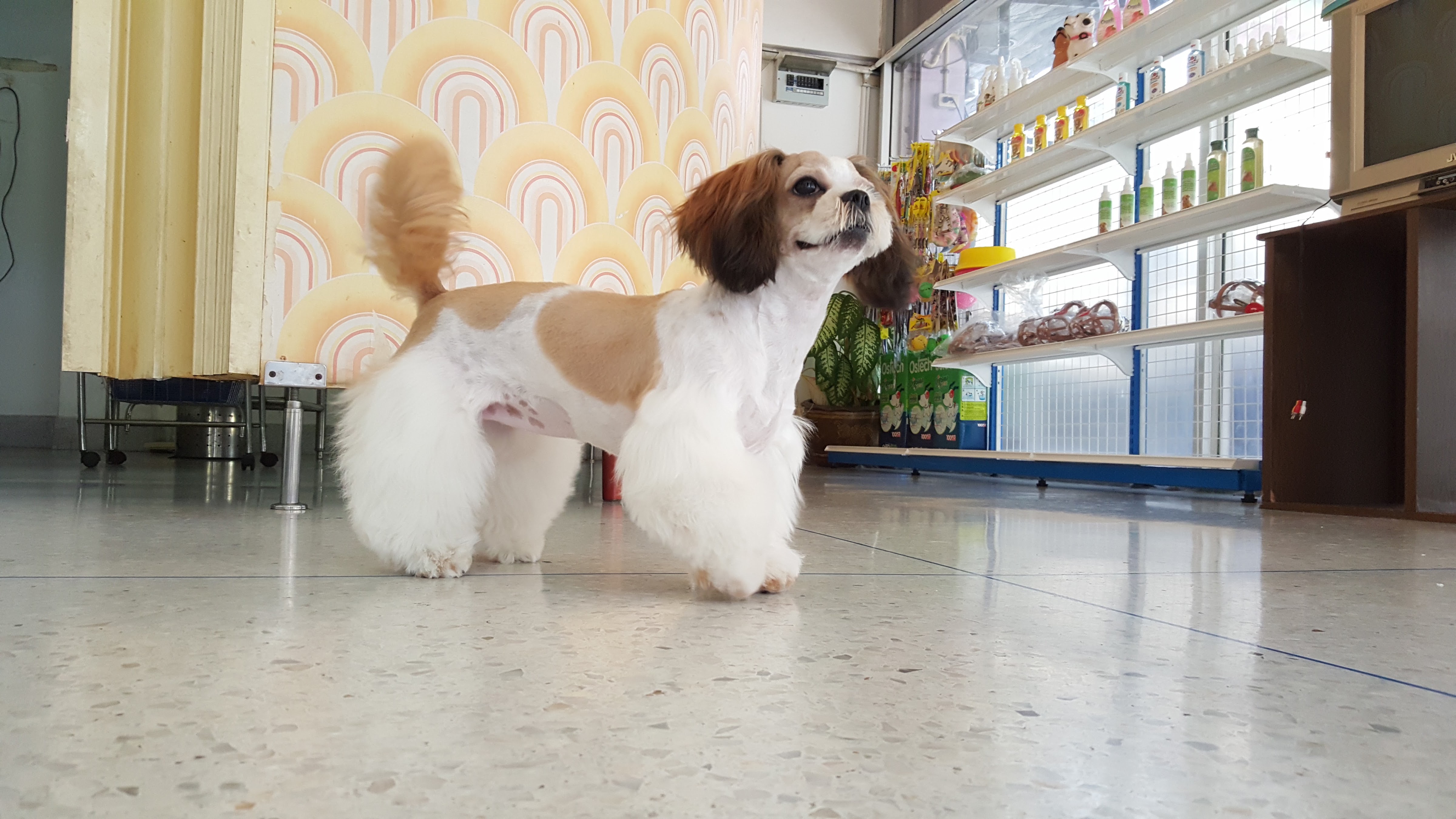 VET SUTTINUN ANIMAL CLINIC