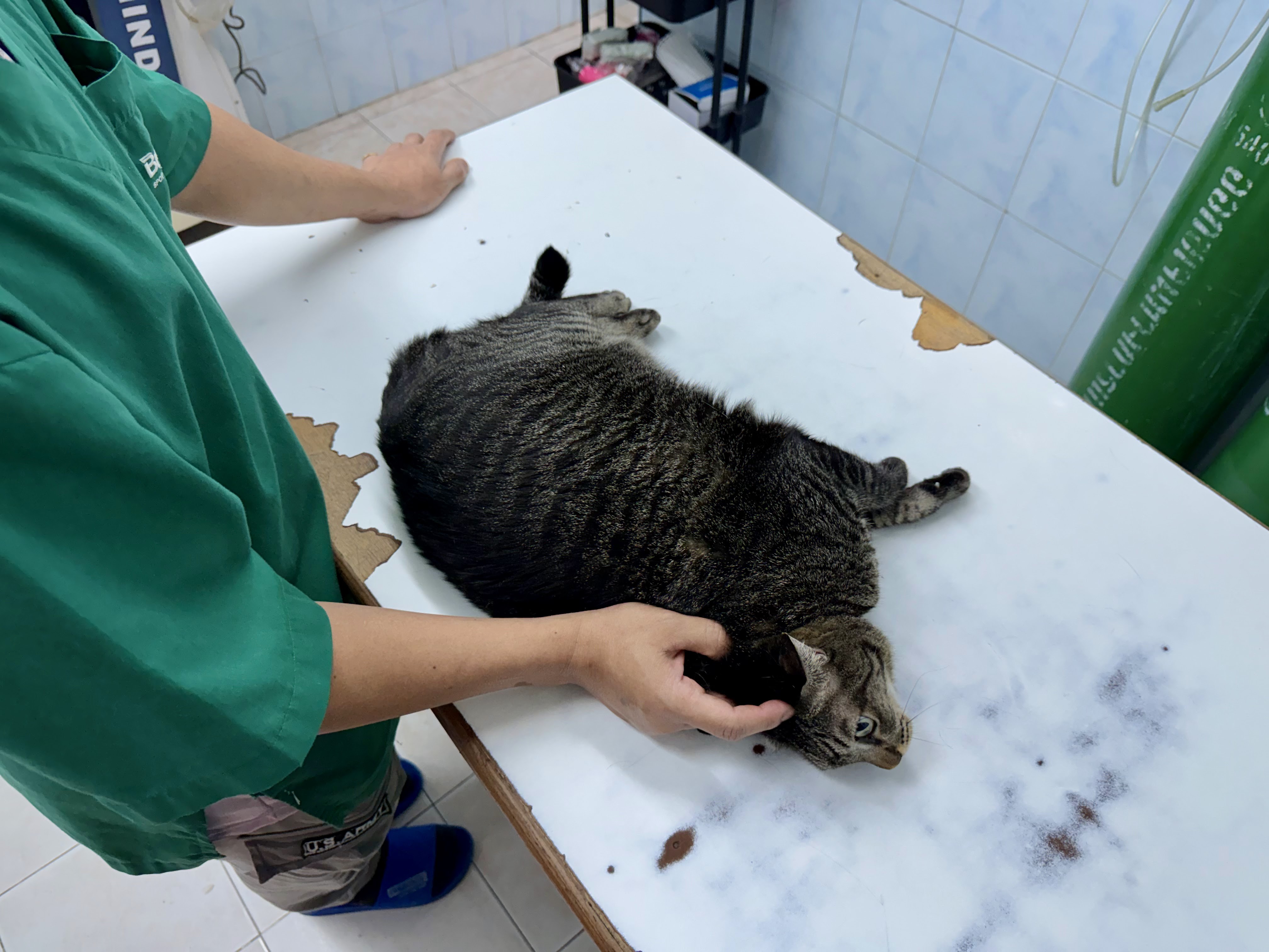 Veterinary 50 Clinic