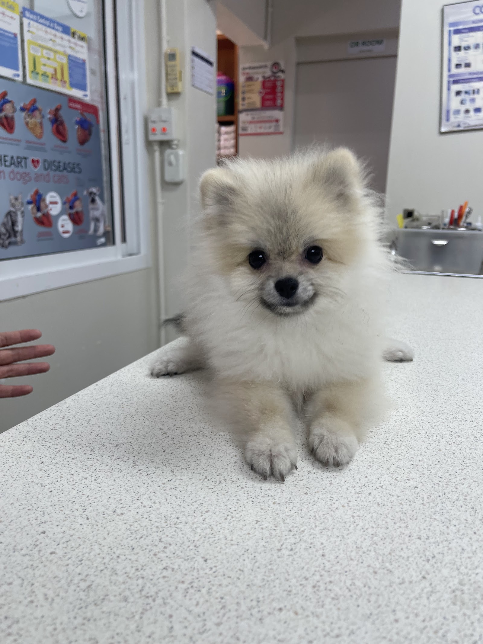 Wags and Purrs Veterinary Clinic