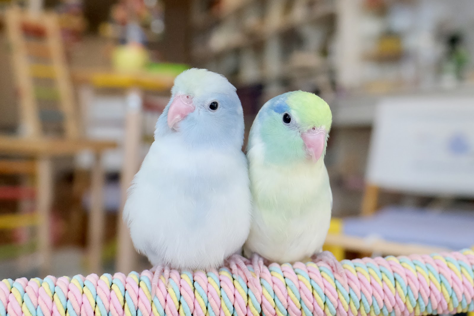 What The Fluff Forpus