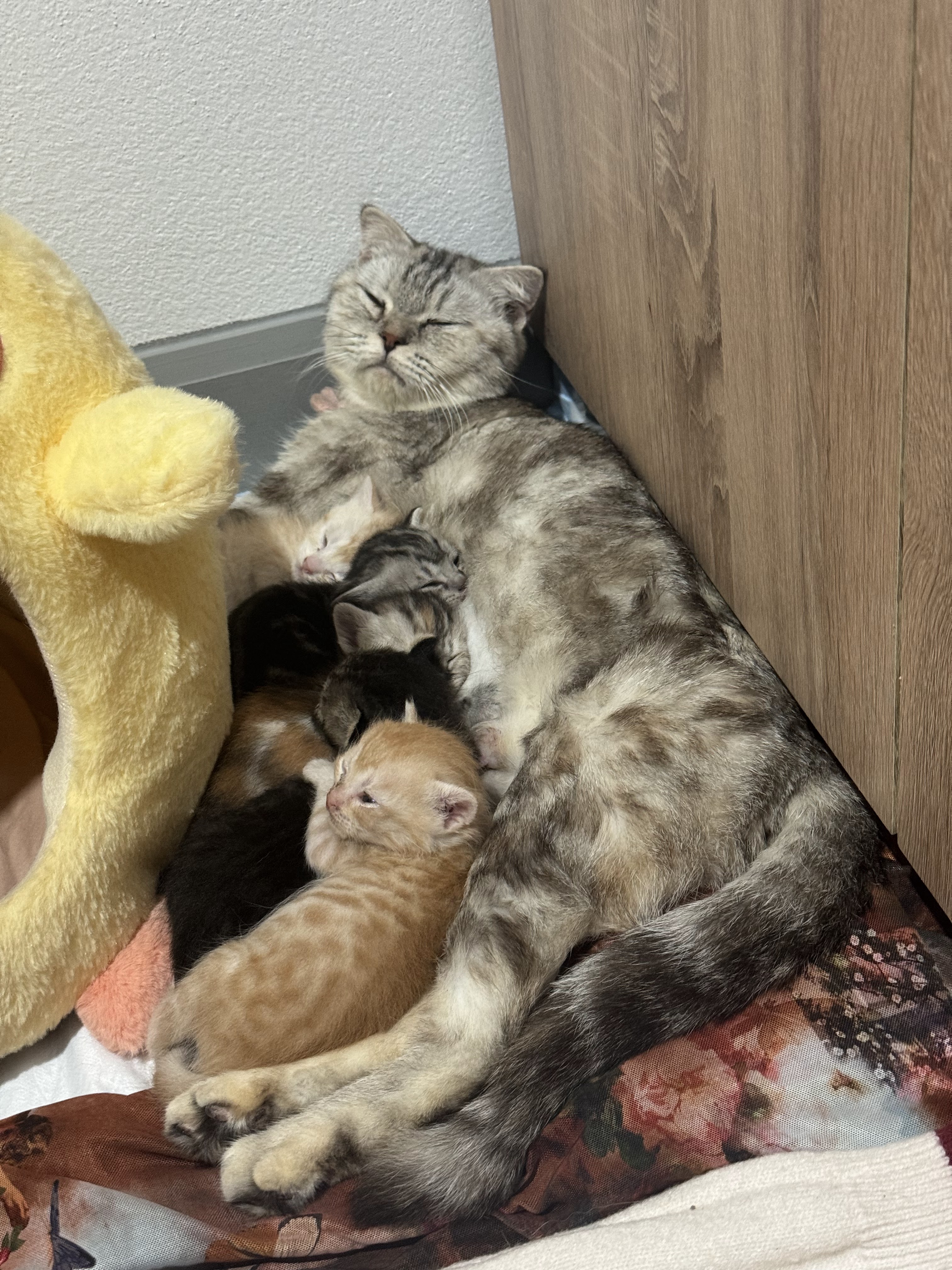 Dr. Ben Animal Clinic