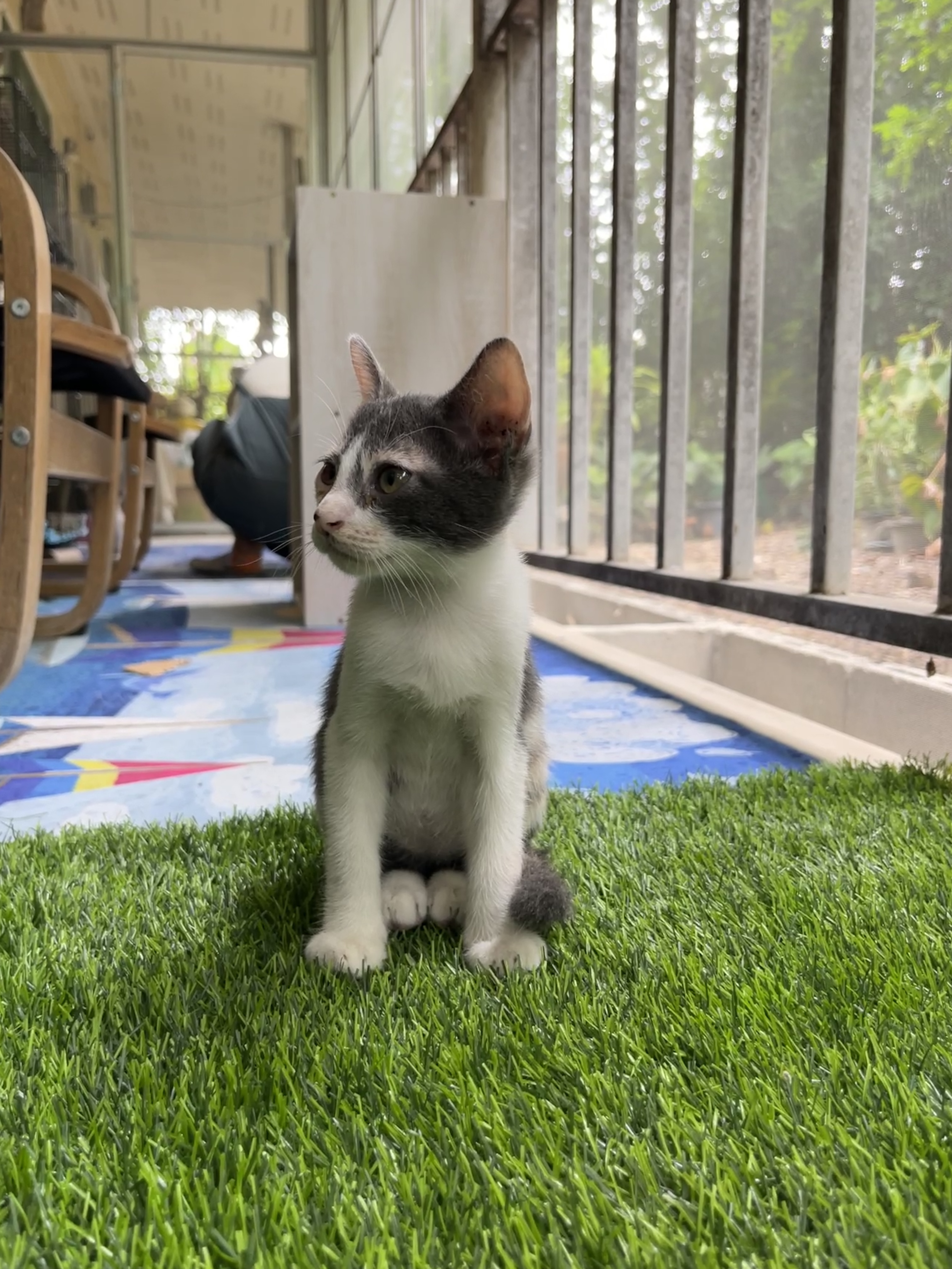 Sansuk House Animal Treatment