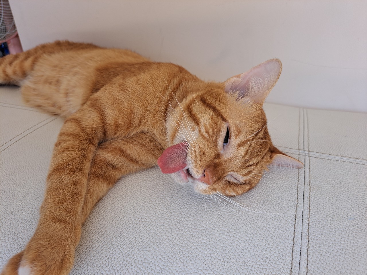 Animal Treatment Clinic