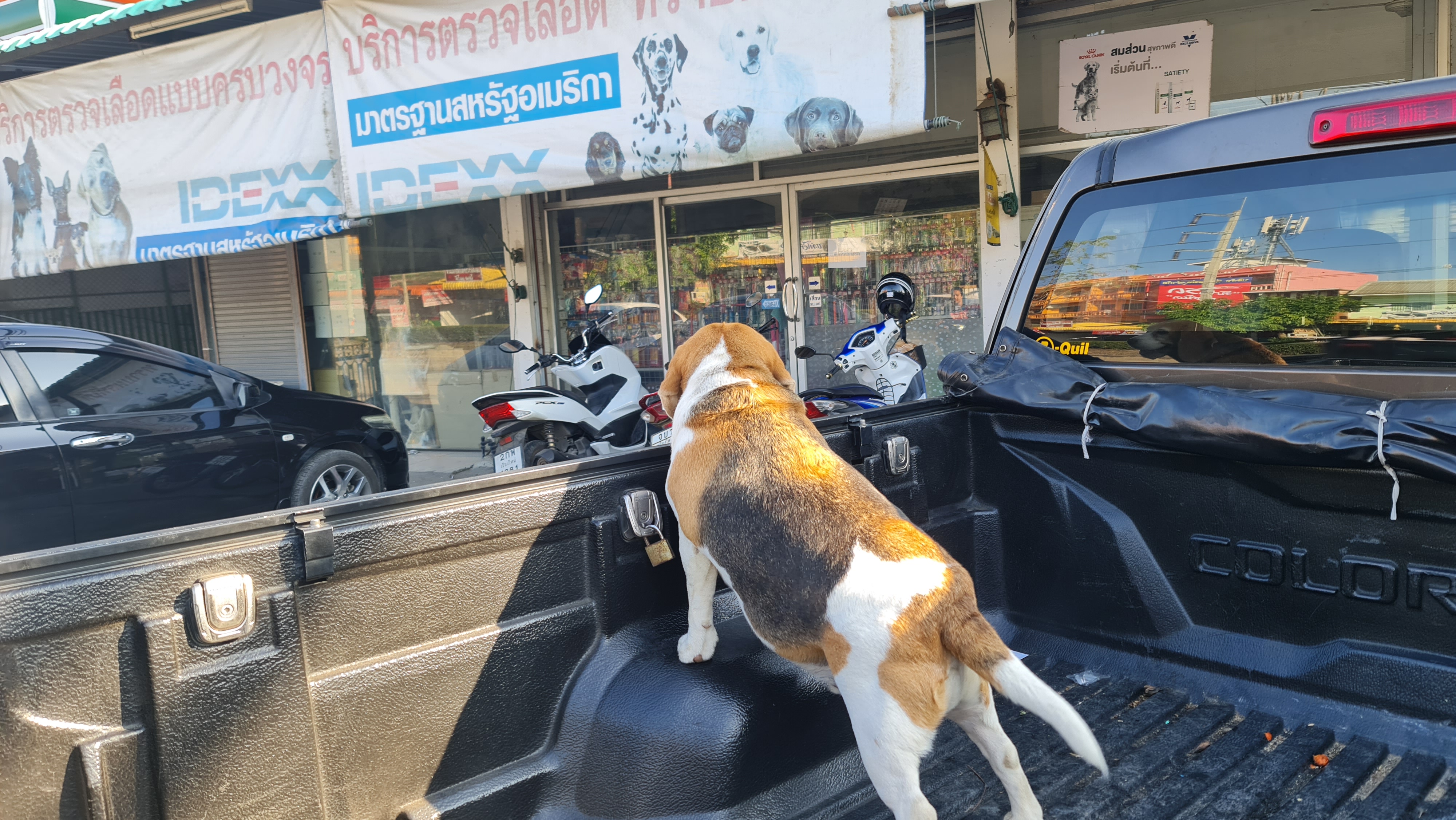 Healthy Animal Love Clinic