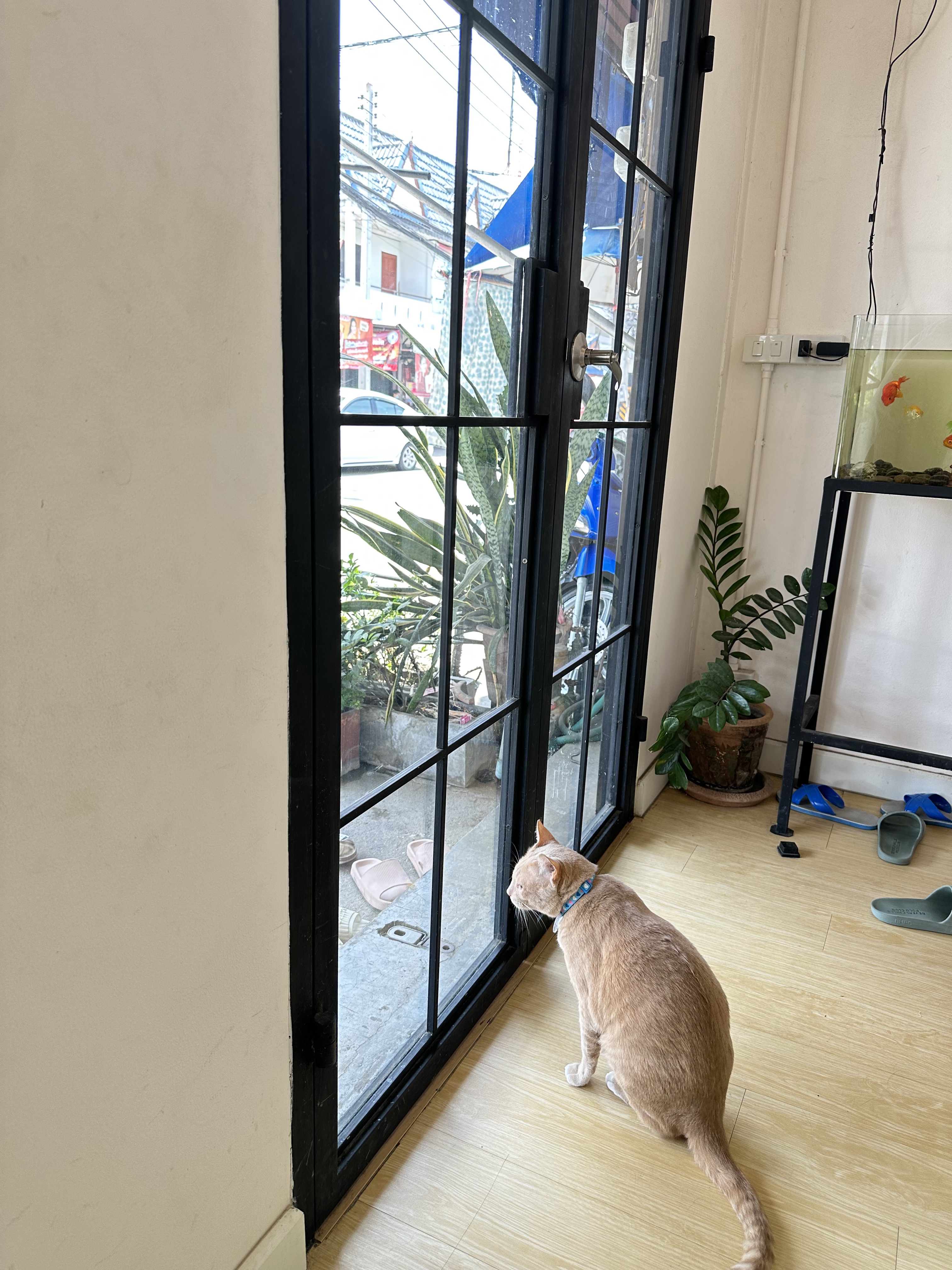 Wiang Ping Animal Treatment