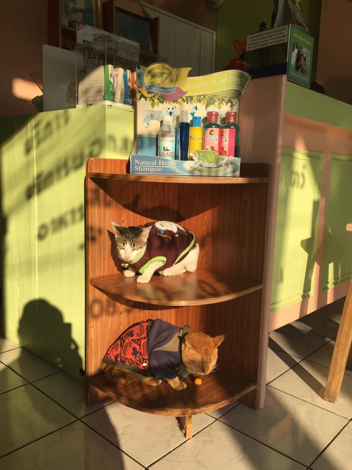 I-Oon Small Animal Clinic