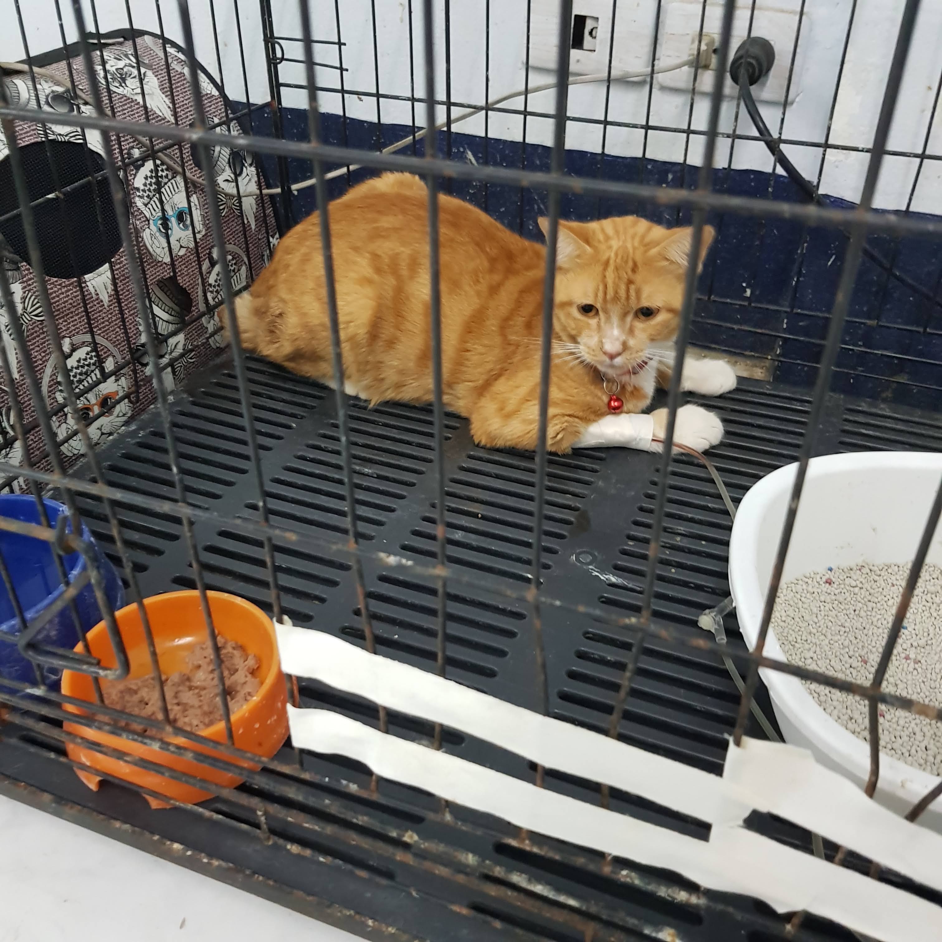 San Sai Animal Hospital