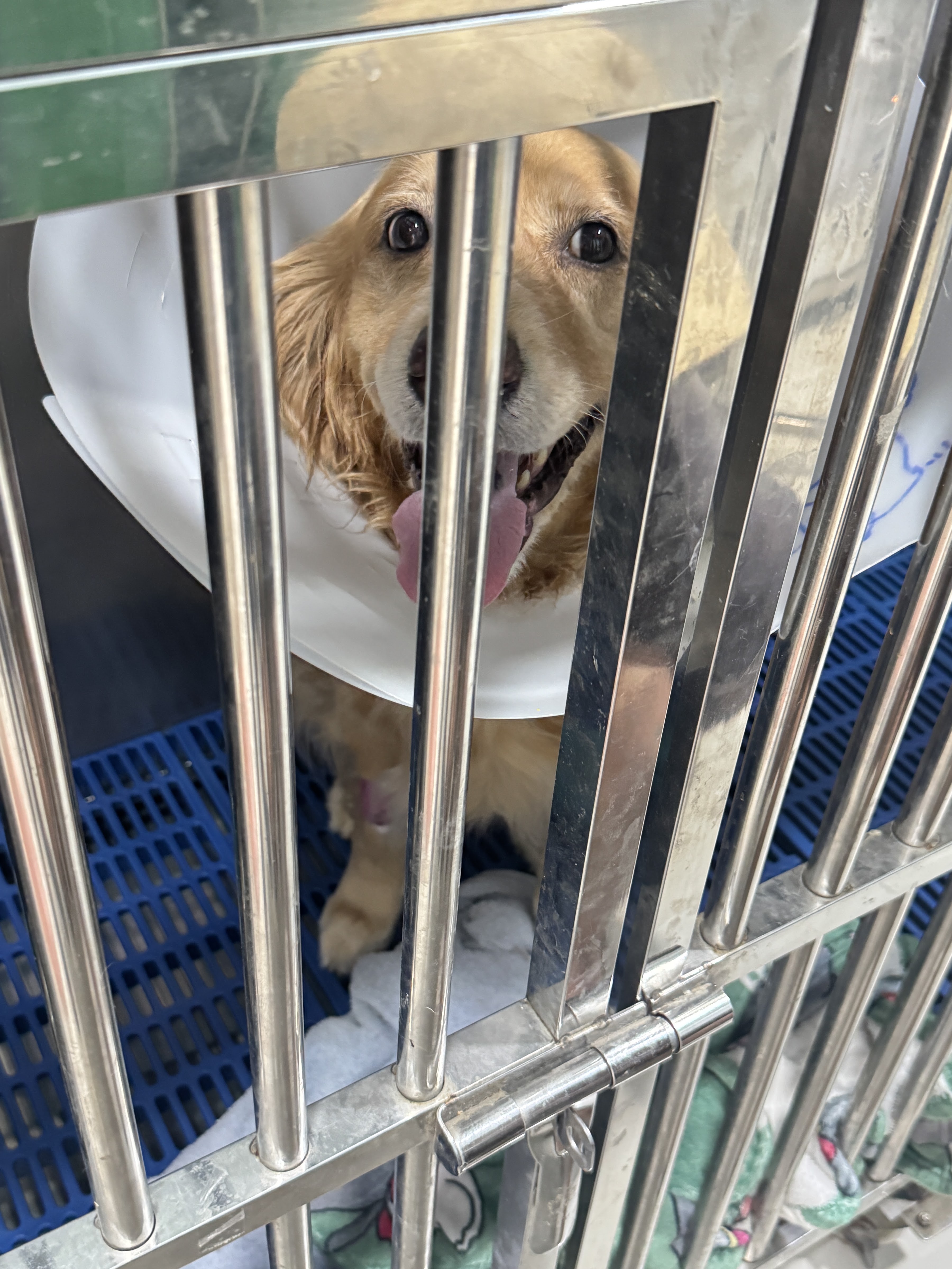 San Sai Animal Hospital