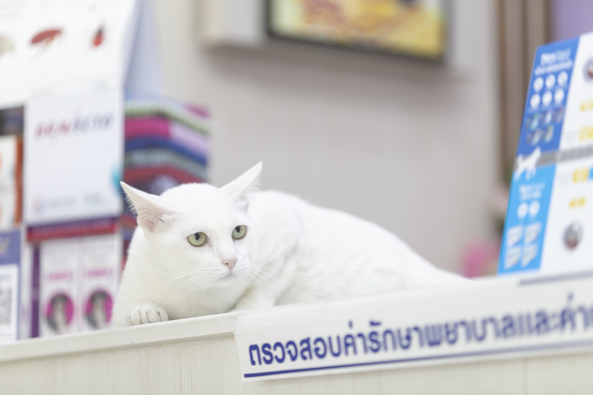 Friend Albino Animal Clinic