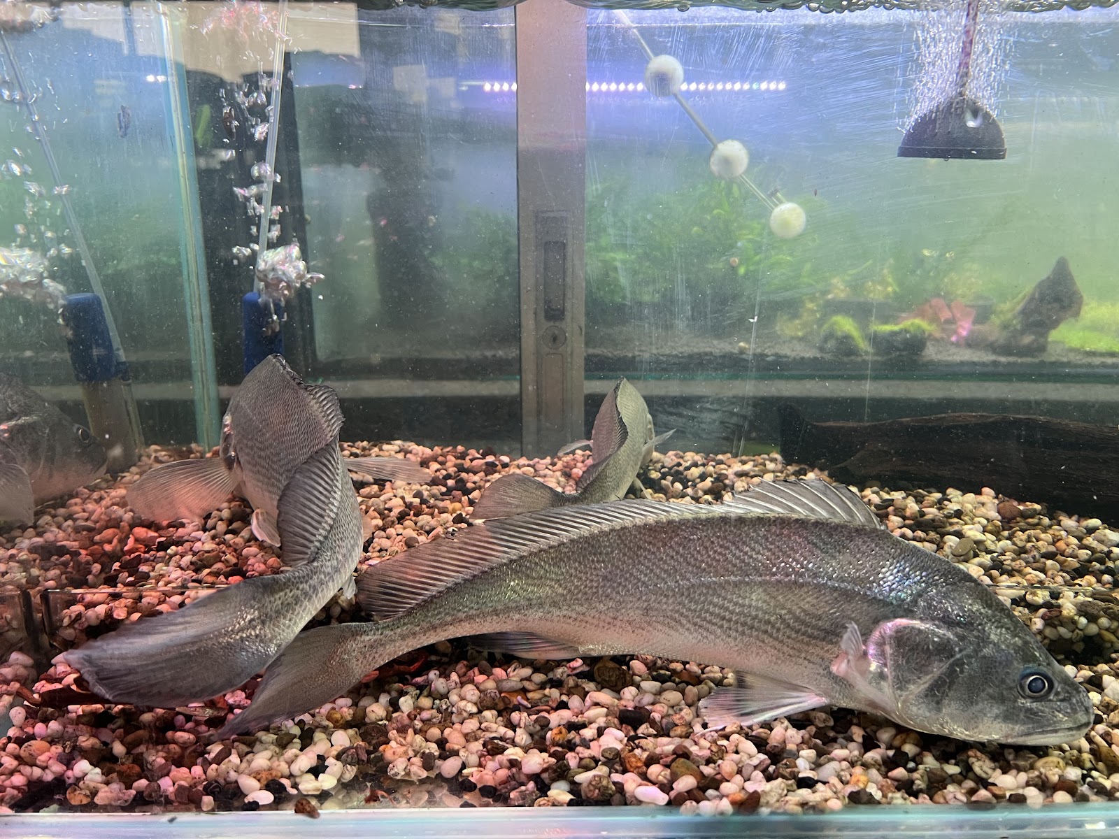 Andaman Aquarium