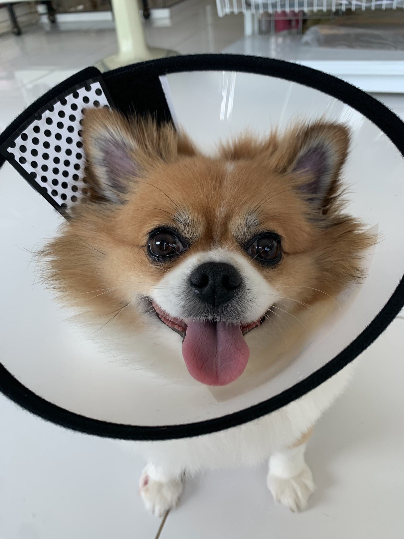 Bann Suan Pet Clinic